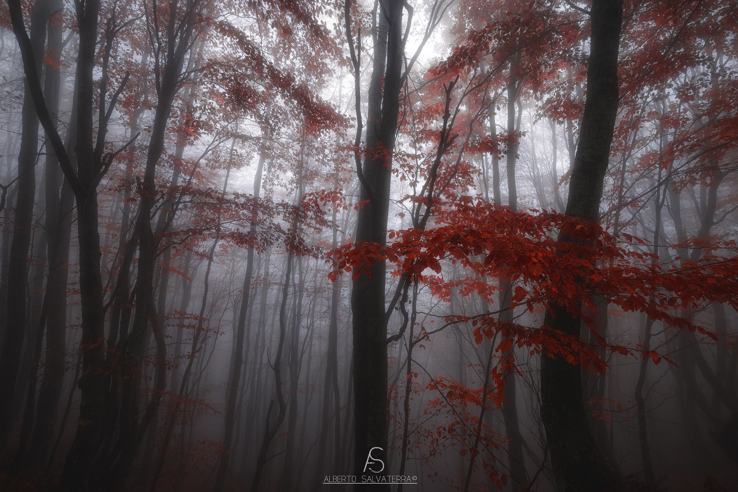 Misty Autumn