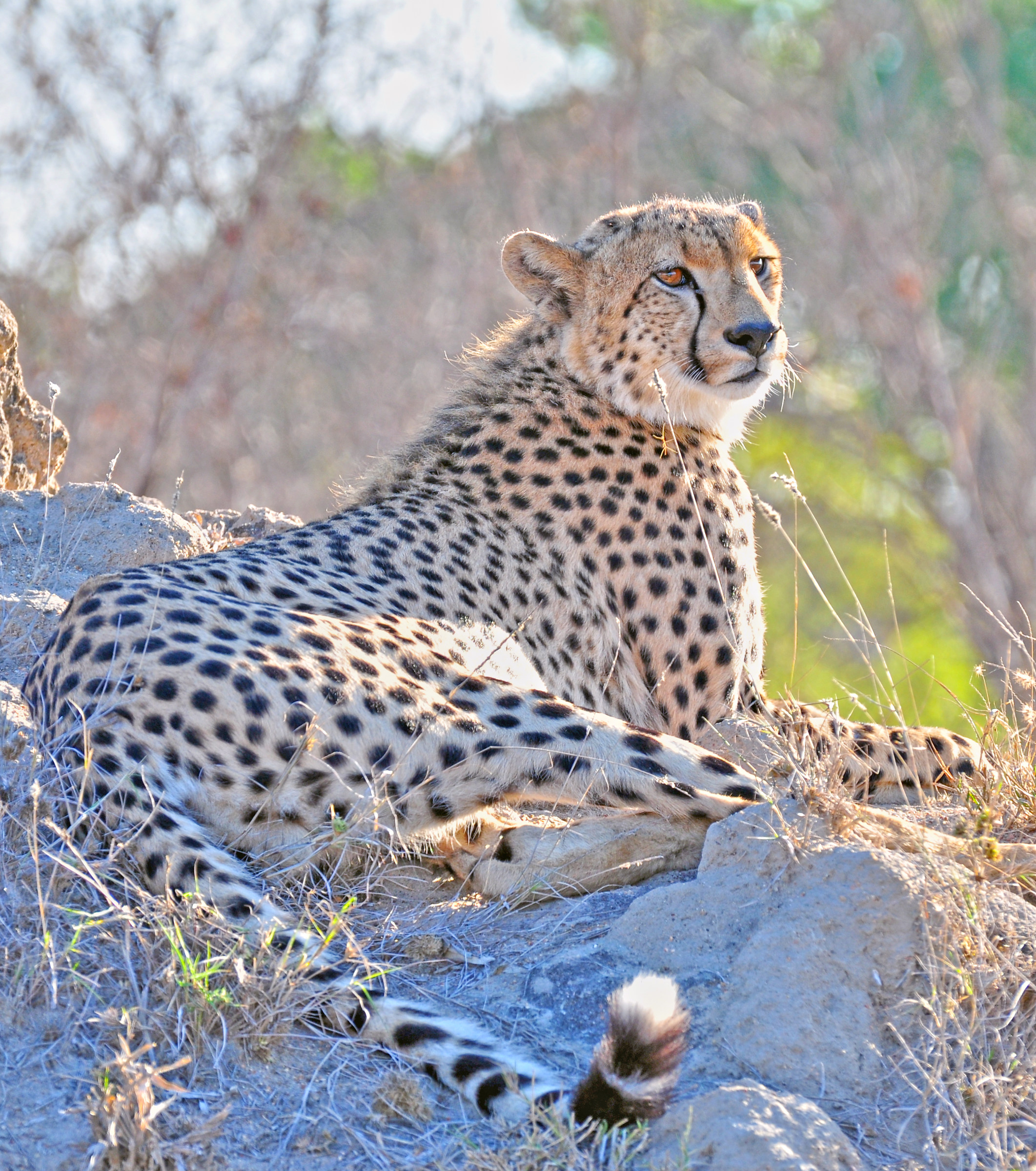 --- Cheetah Kruger National Park