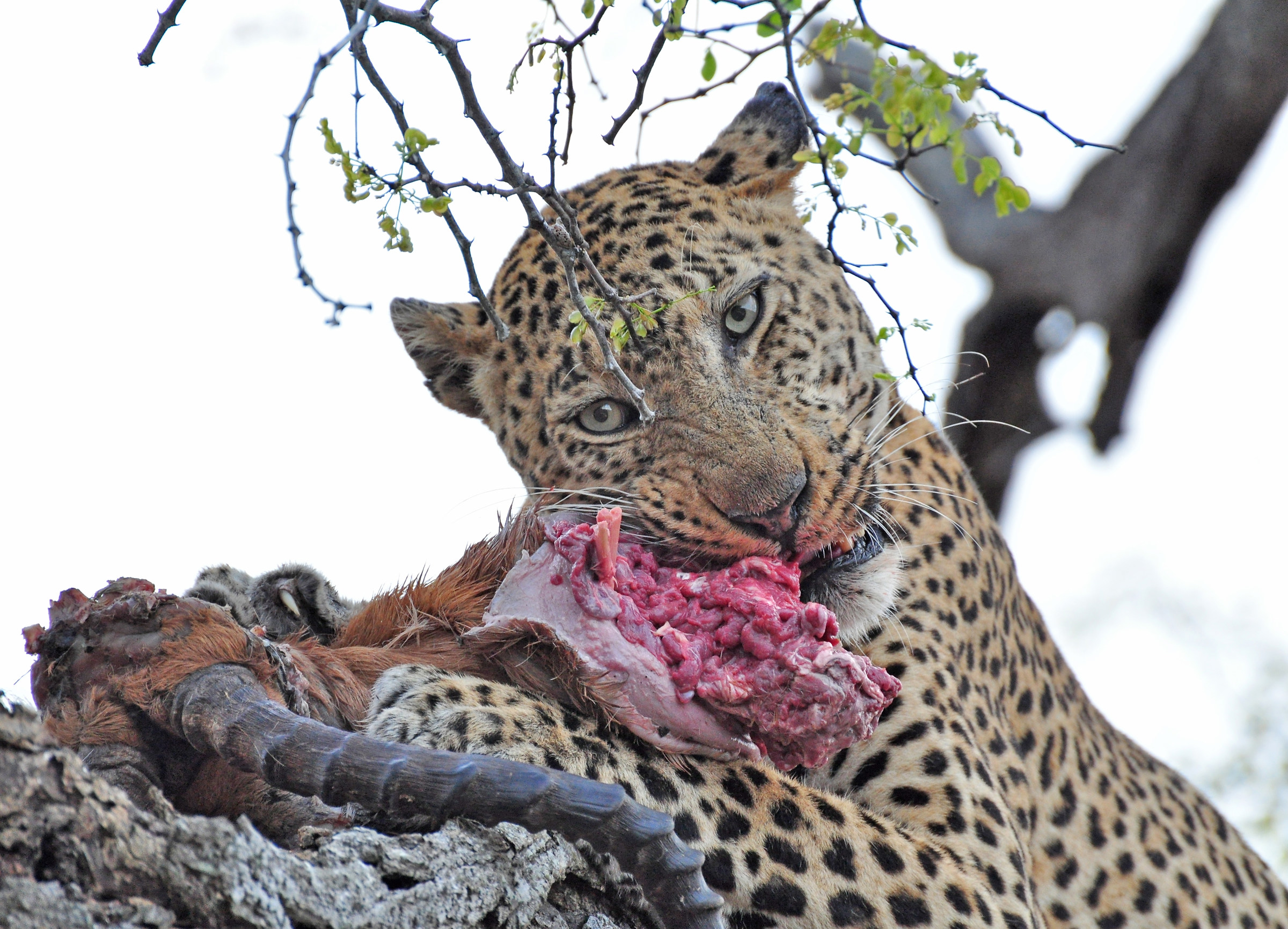 --- Leopard Kruger National Park