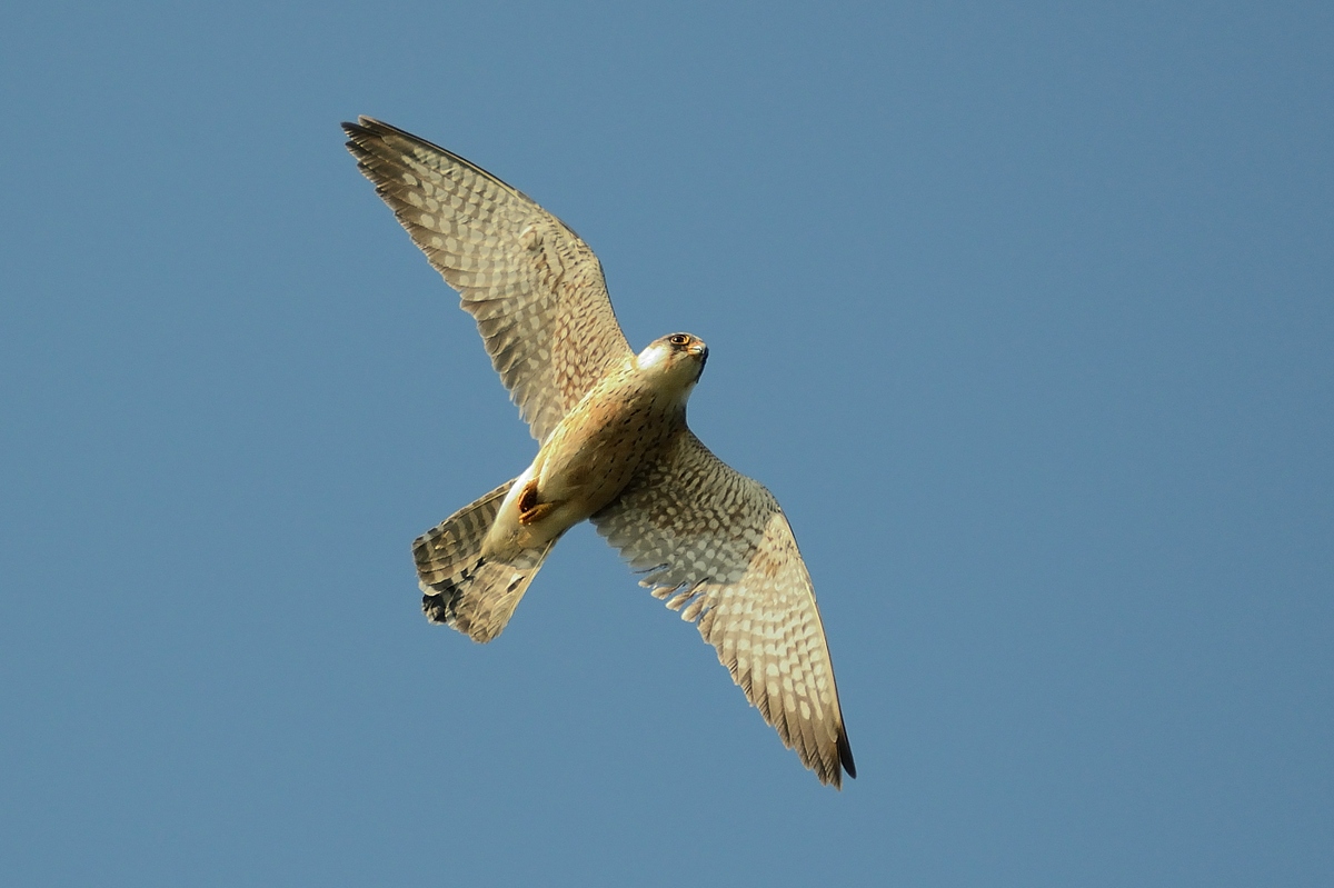 Falco cuculo  femmina