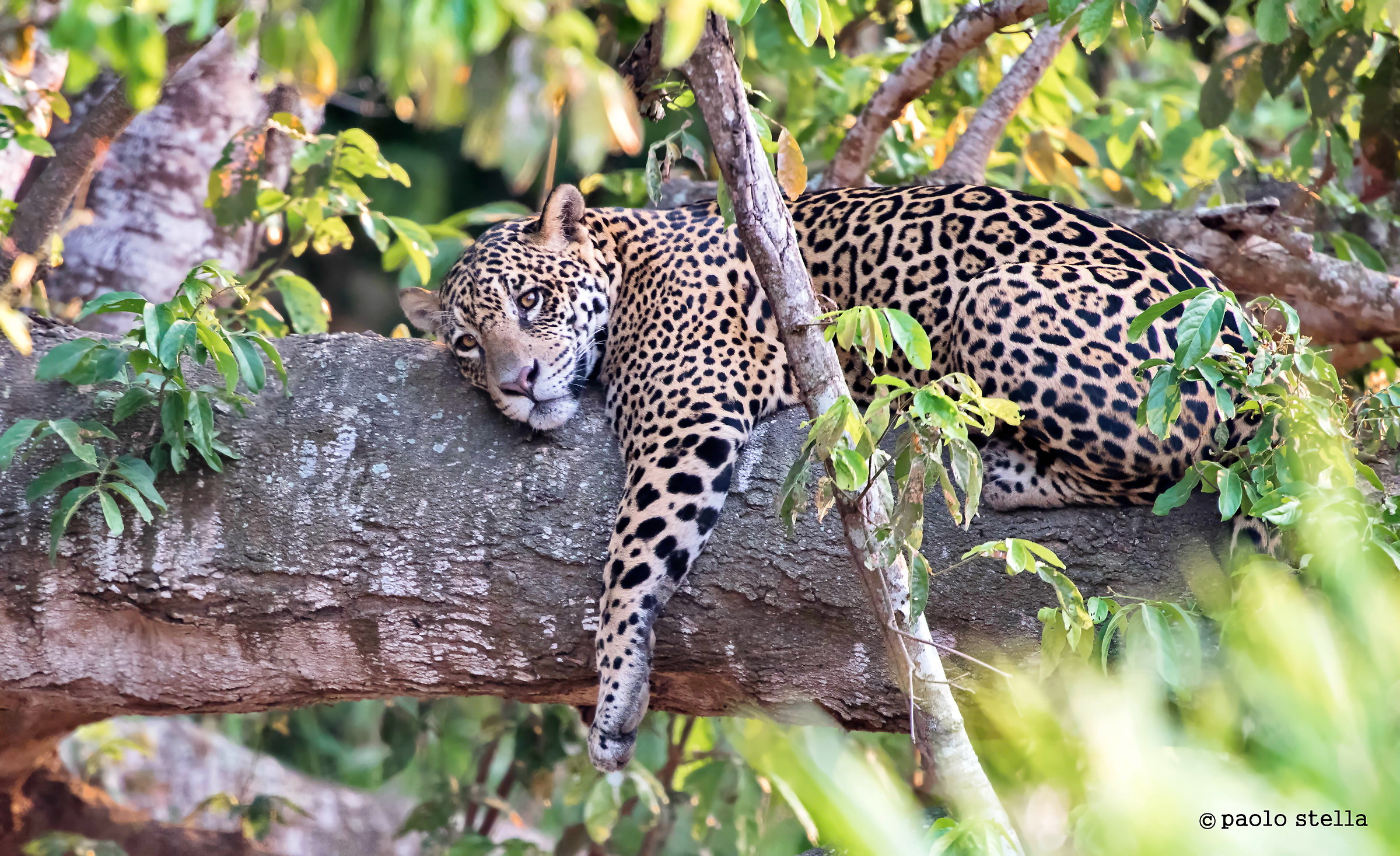 relaxation Jaguar