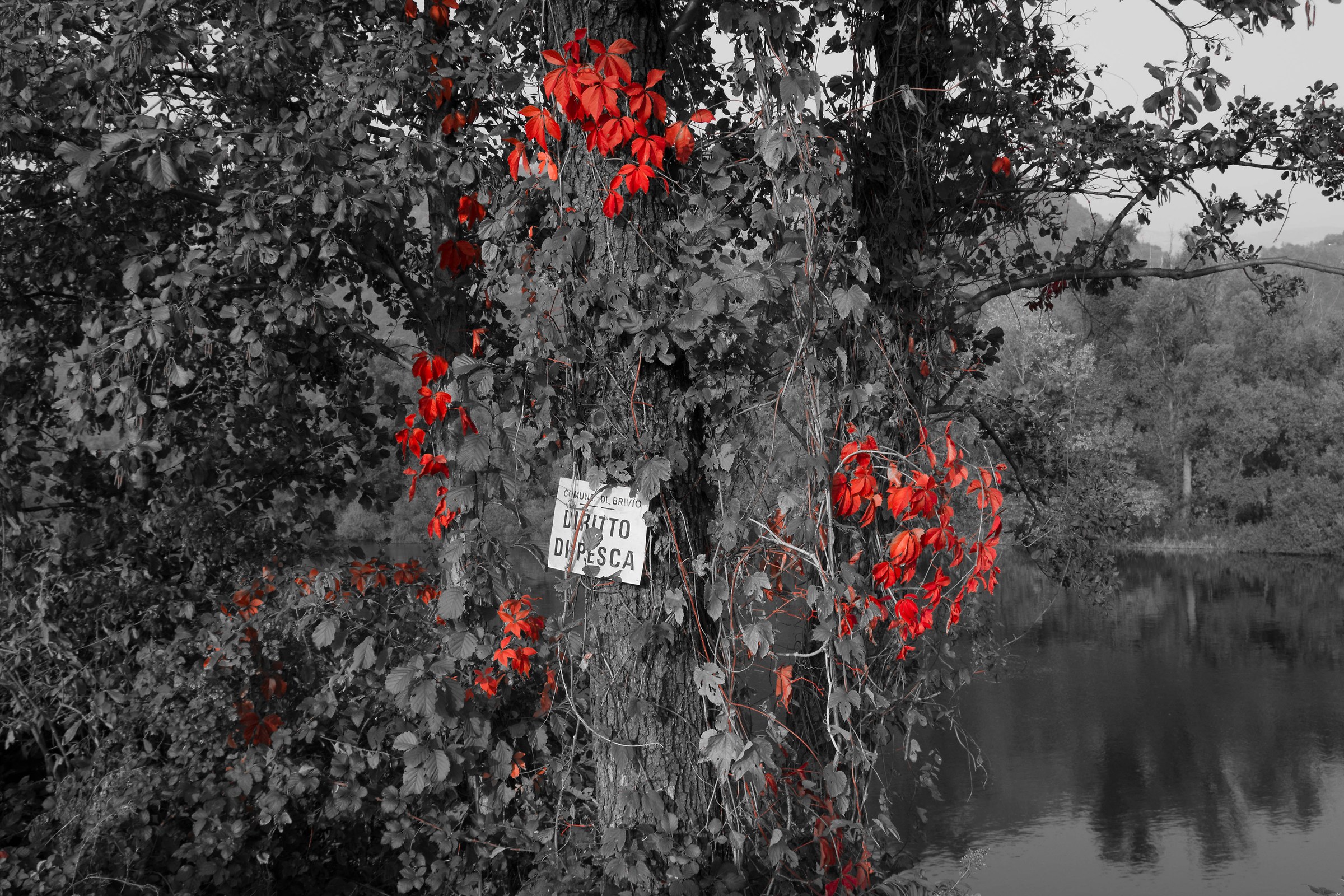 Red Leaves