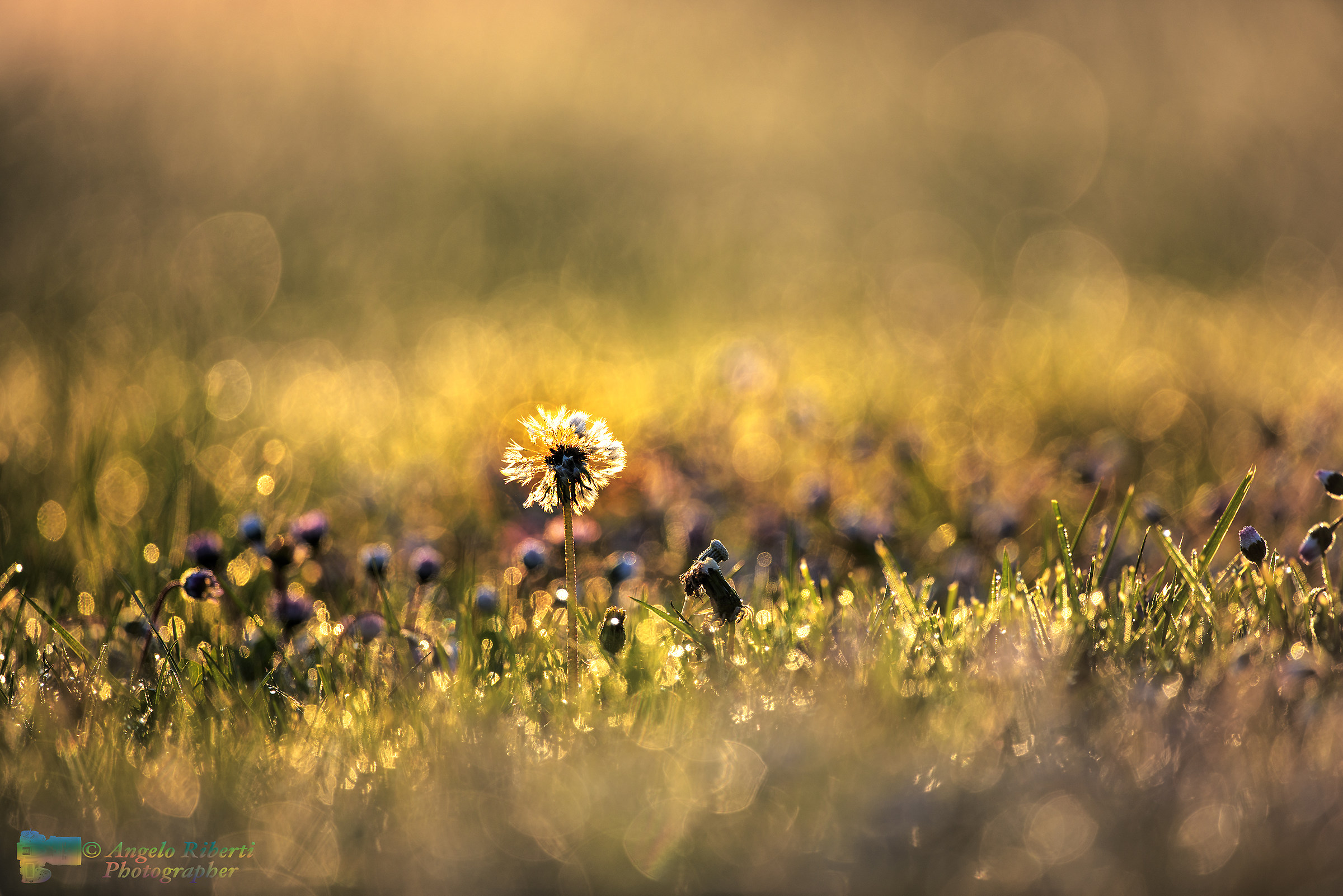 Alle prime luci del mattino ....