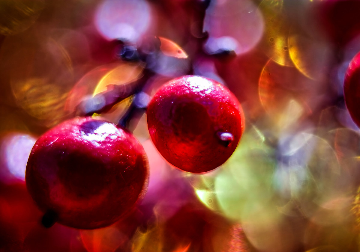 nikon ai 85 f/2 bokeh