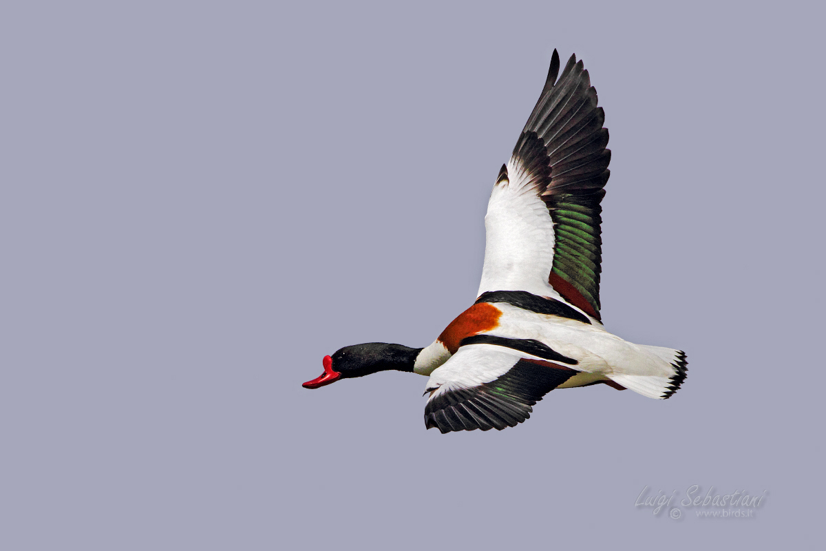Shelduck