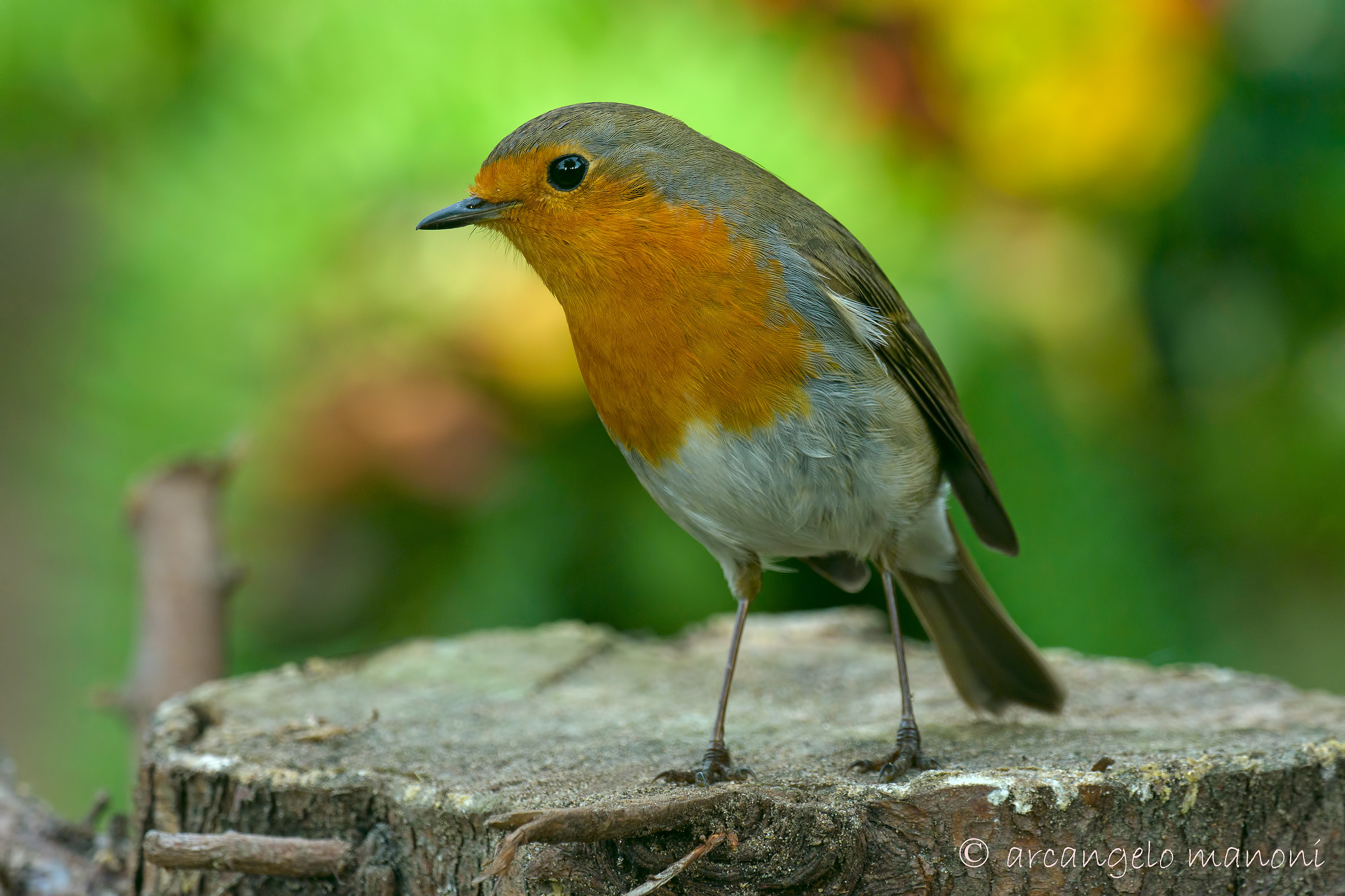 Between lightness / darkness of the garden