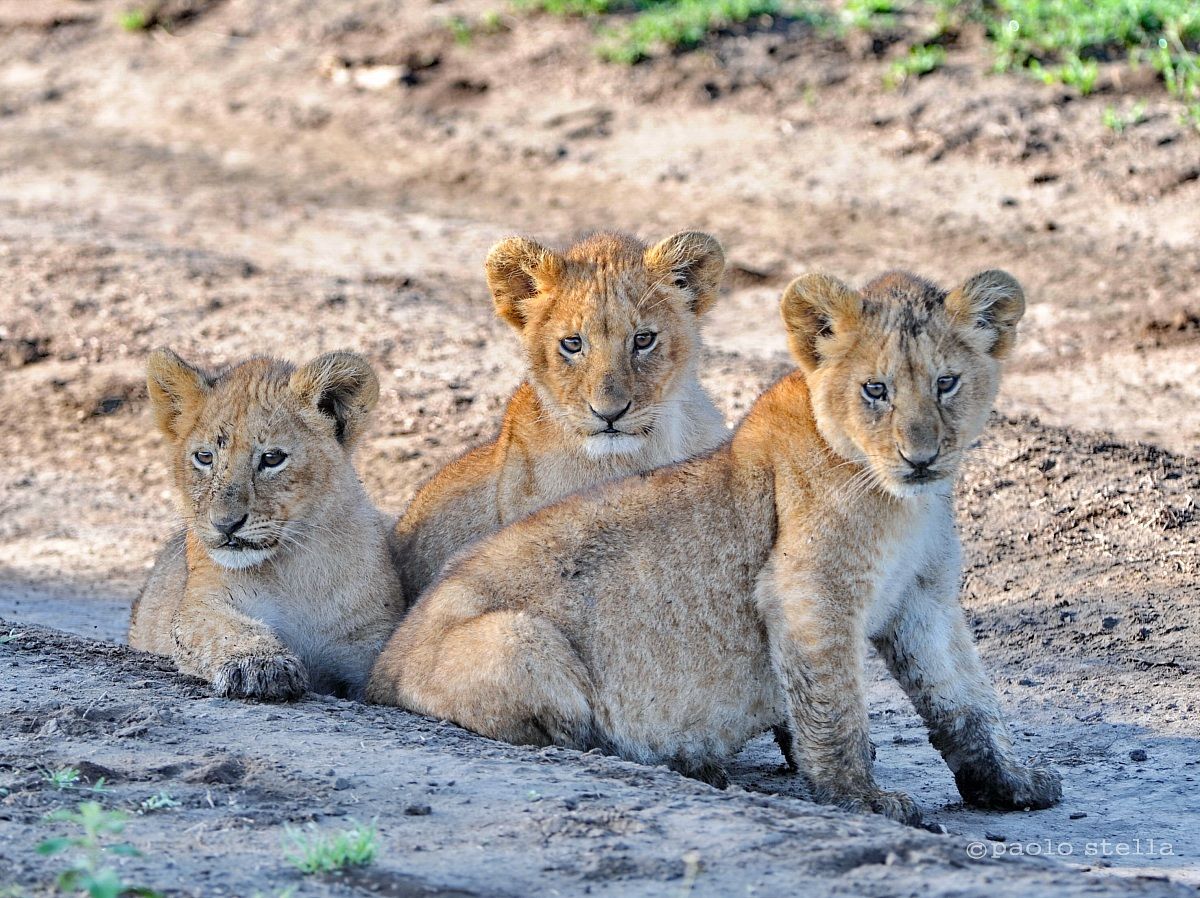 3 cubs