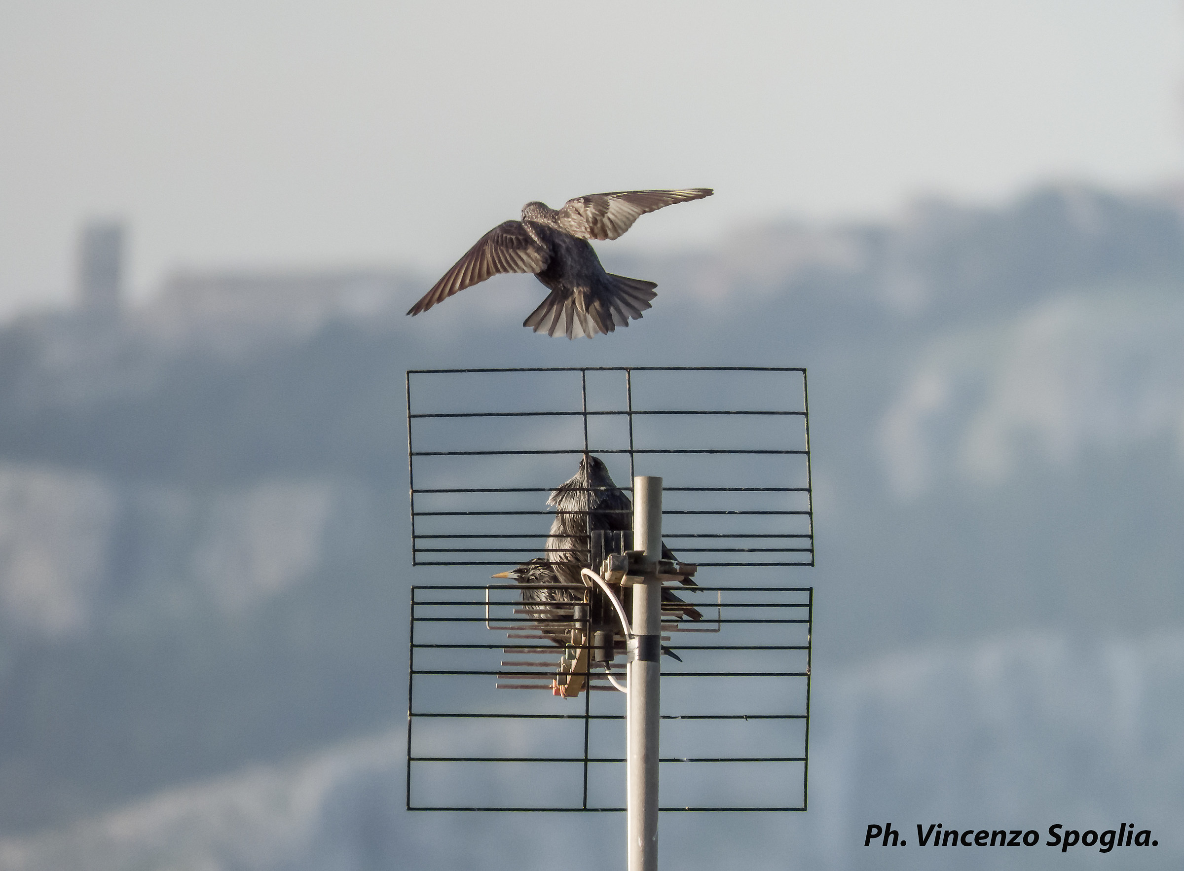 Storno in atterraggio