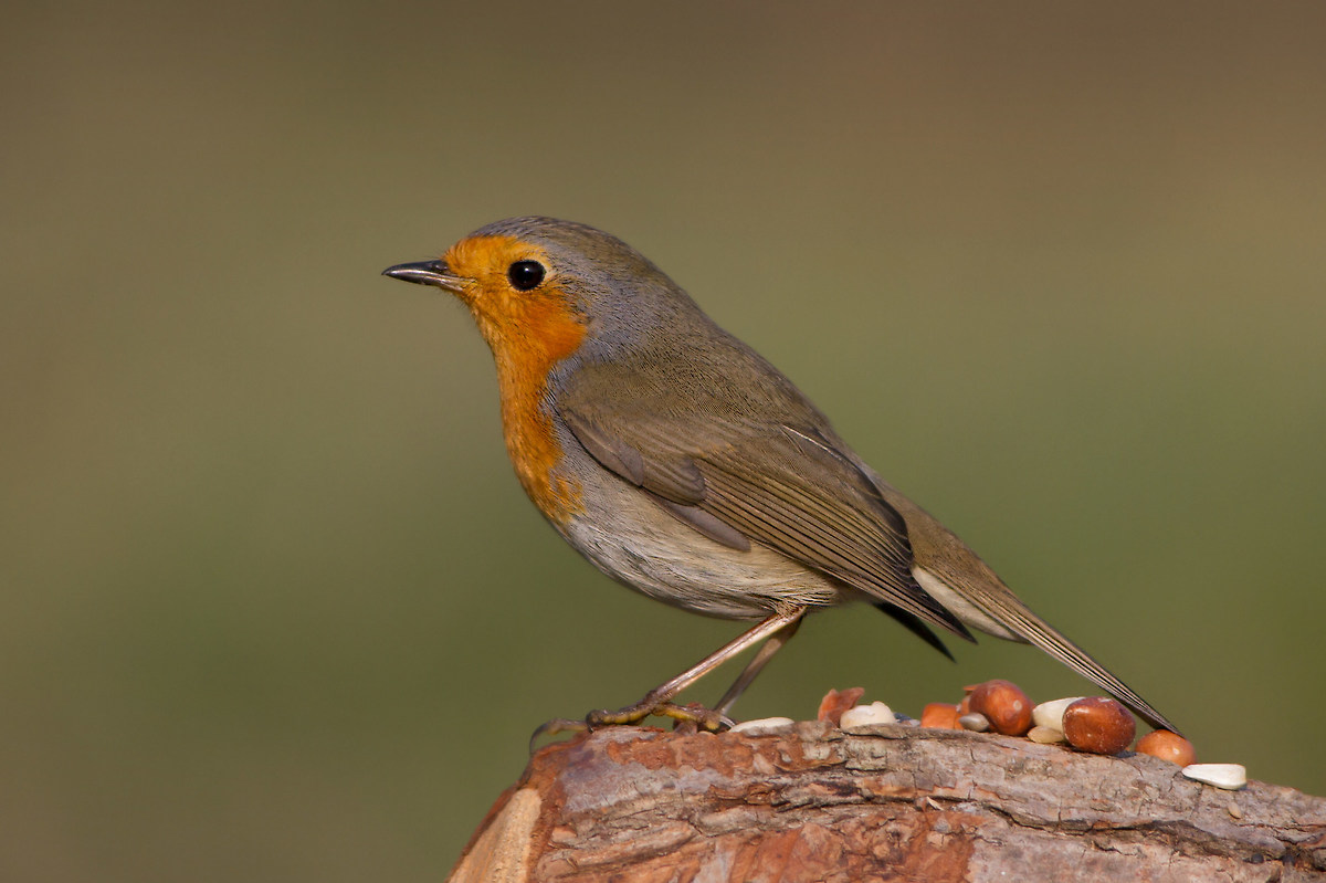 Robin (Erithacus rubecula)