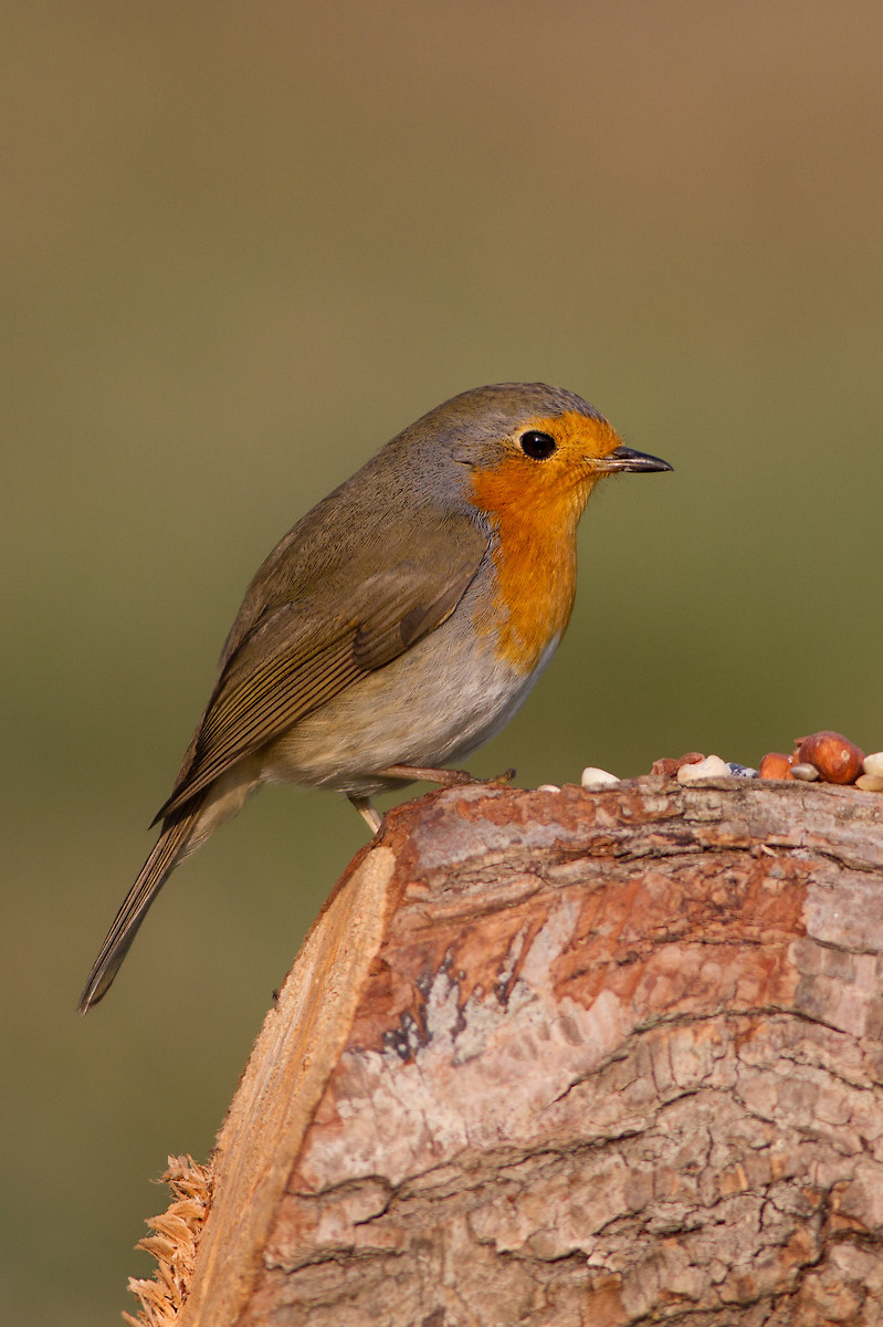 Robin (Erithacus rubecula)