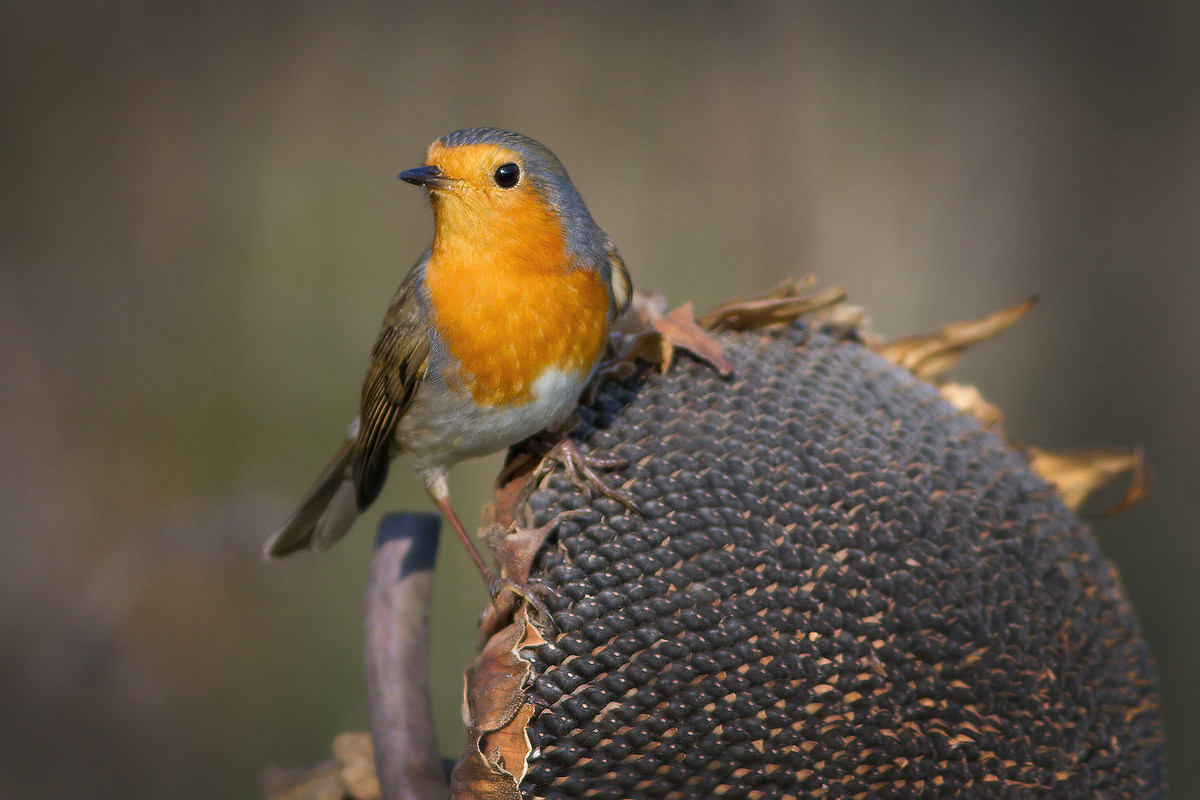Robin (Erithacus rubecula)