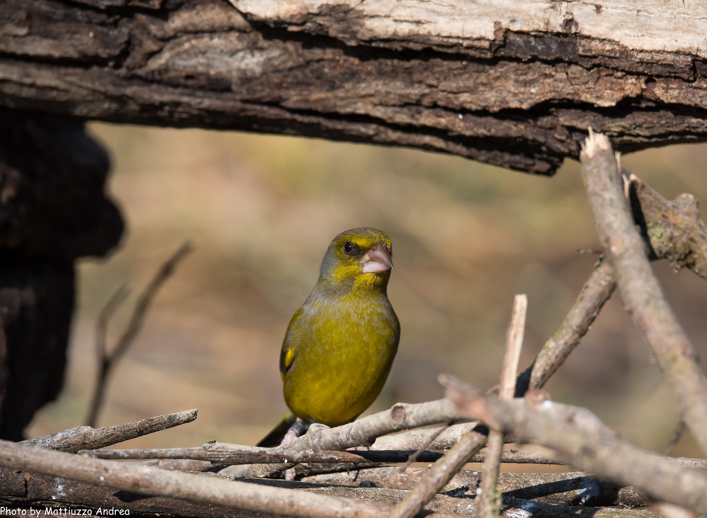 Verdone alla "finestra"