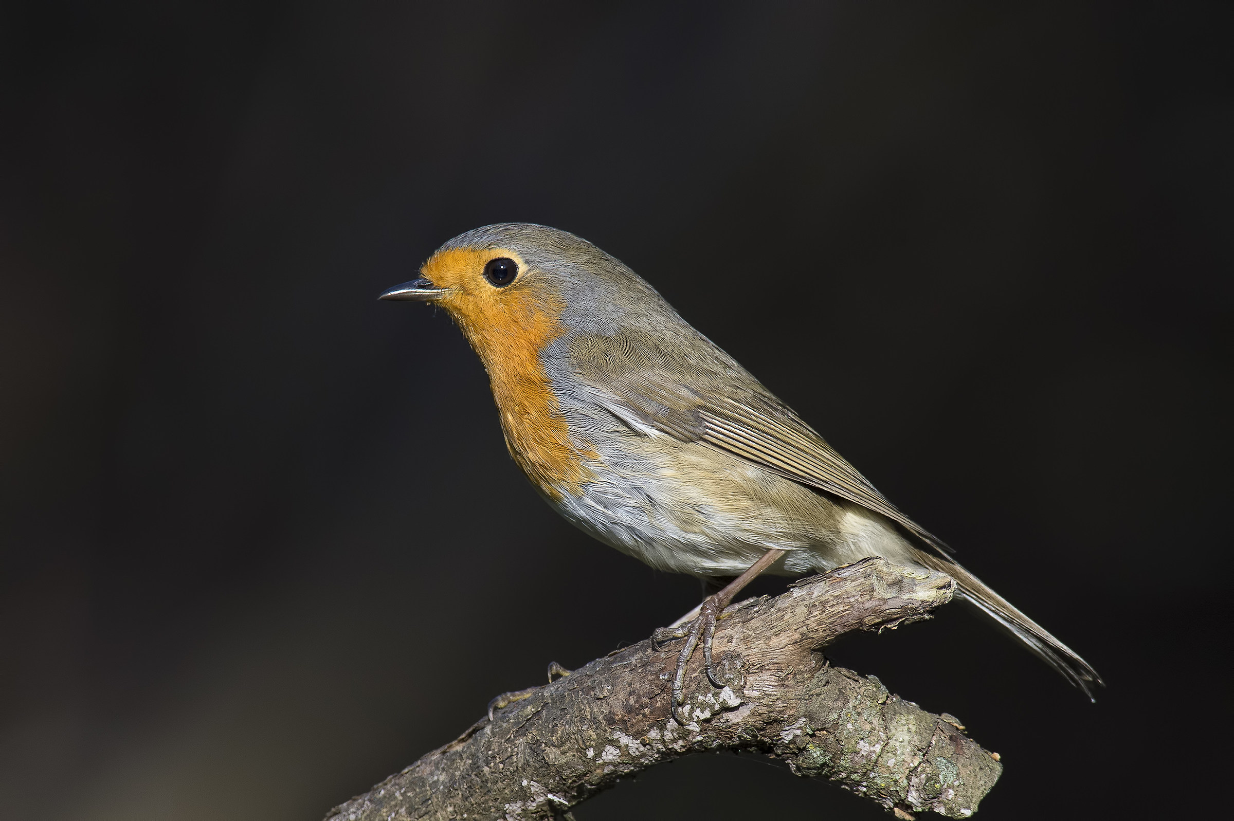 Pettirosso nell'oscurità (dall'altro lato)