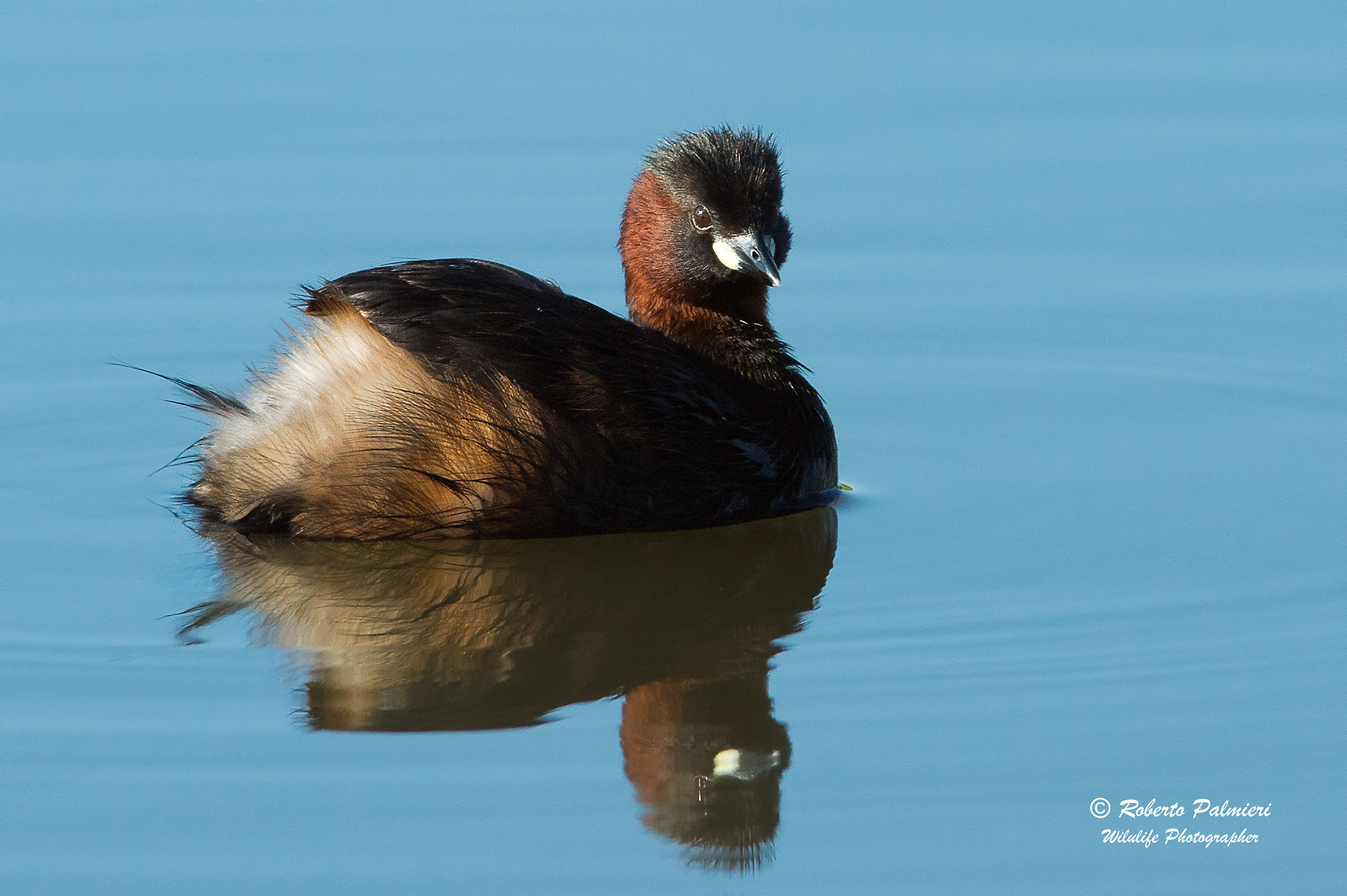 Little Grebe (Tachybaptus ruficollis)