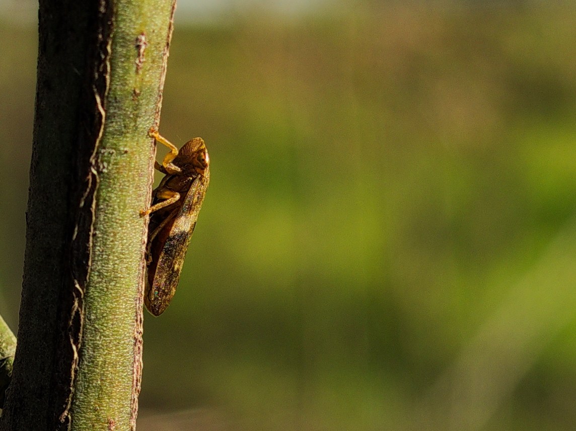Esperimento con teleconverter digitale e-m10