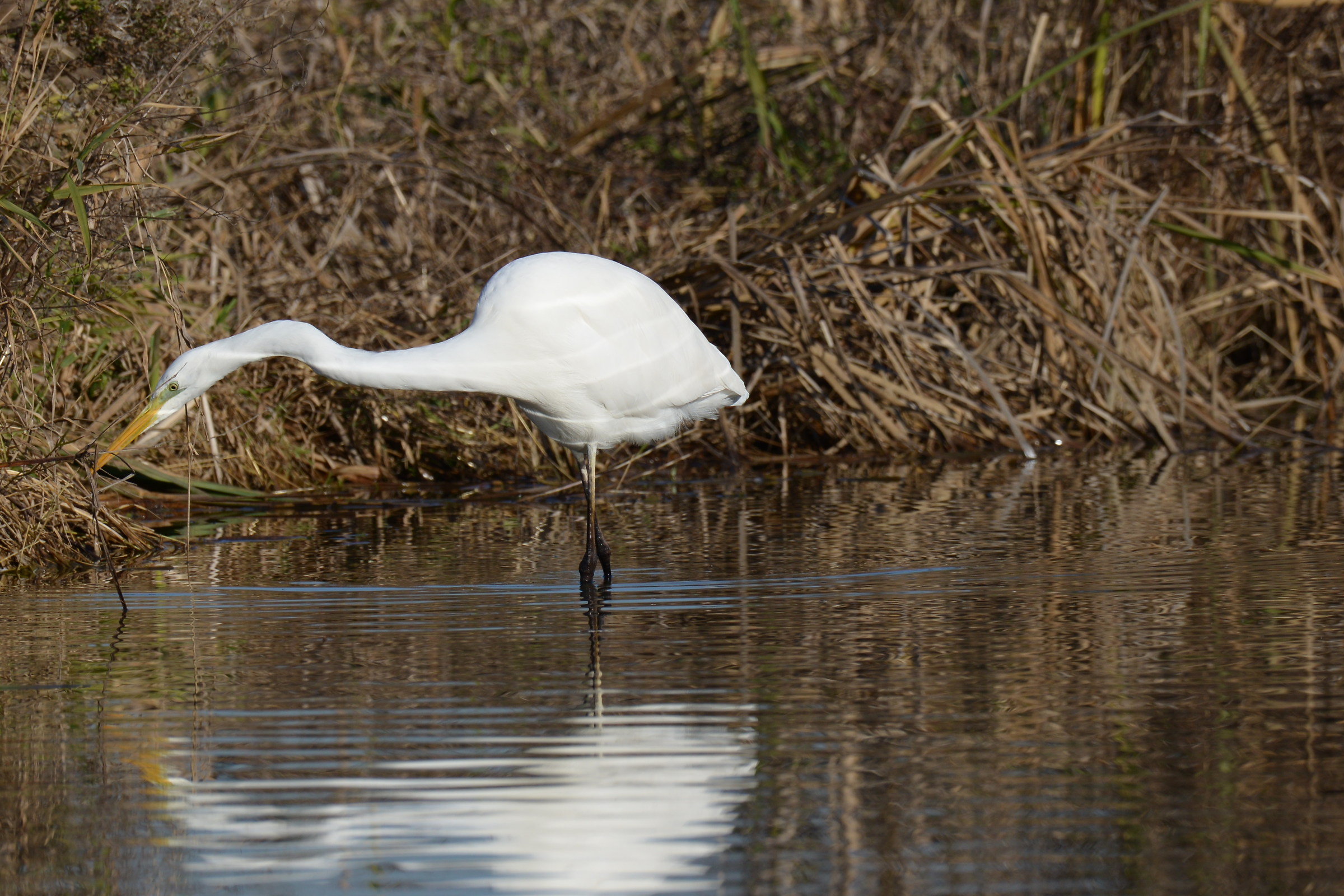 white heron