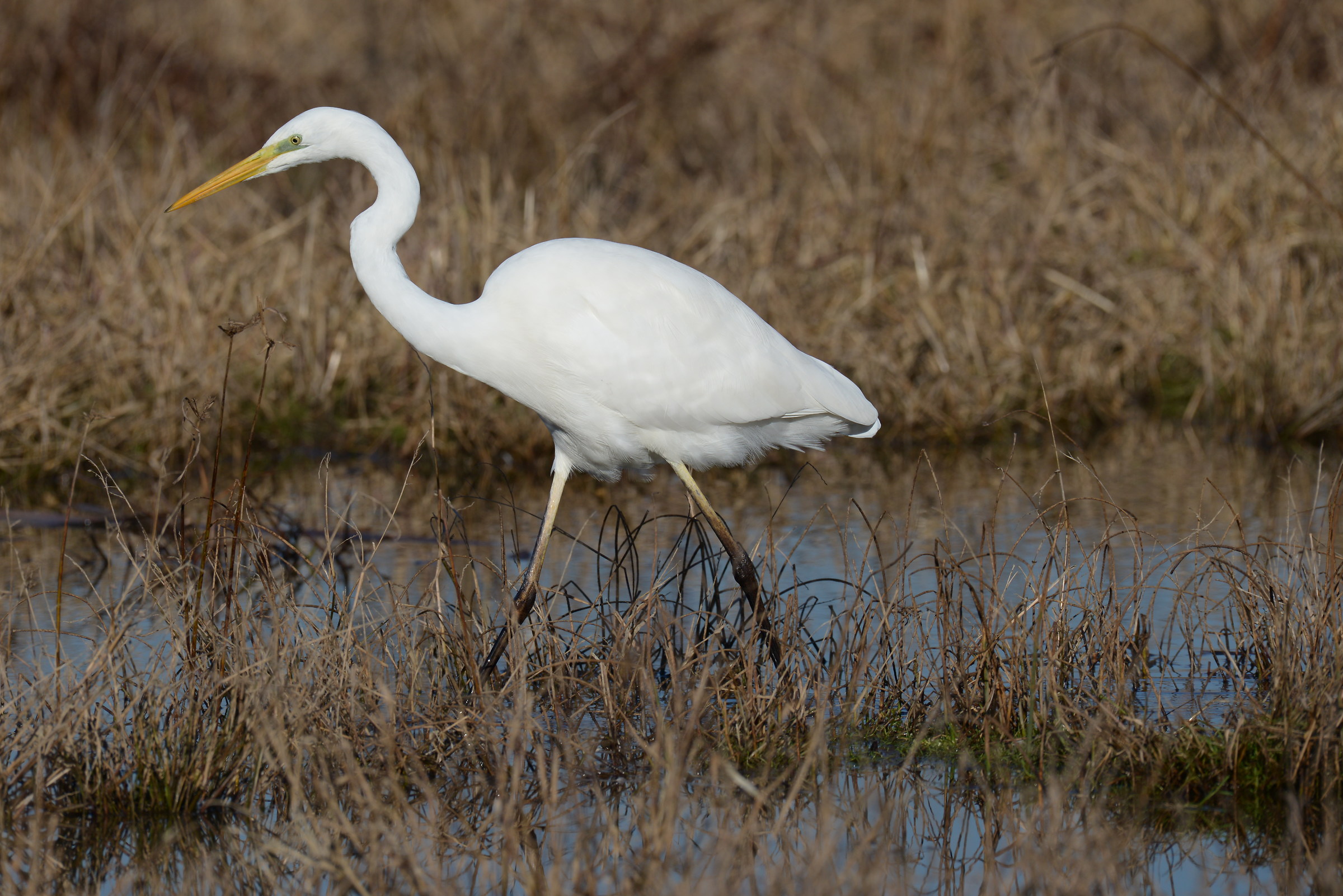 white heron