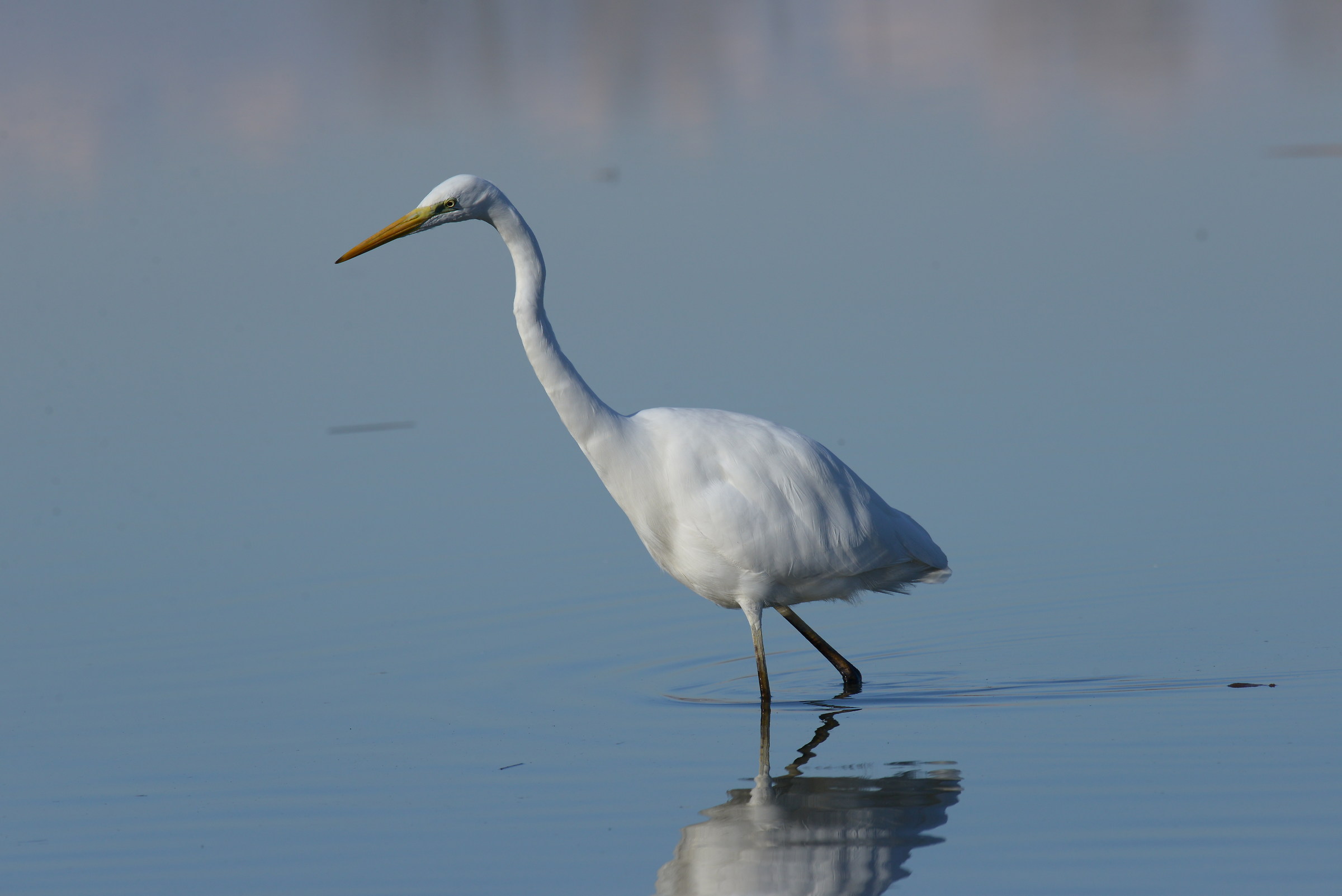 white heron