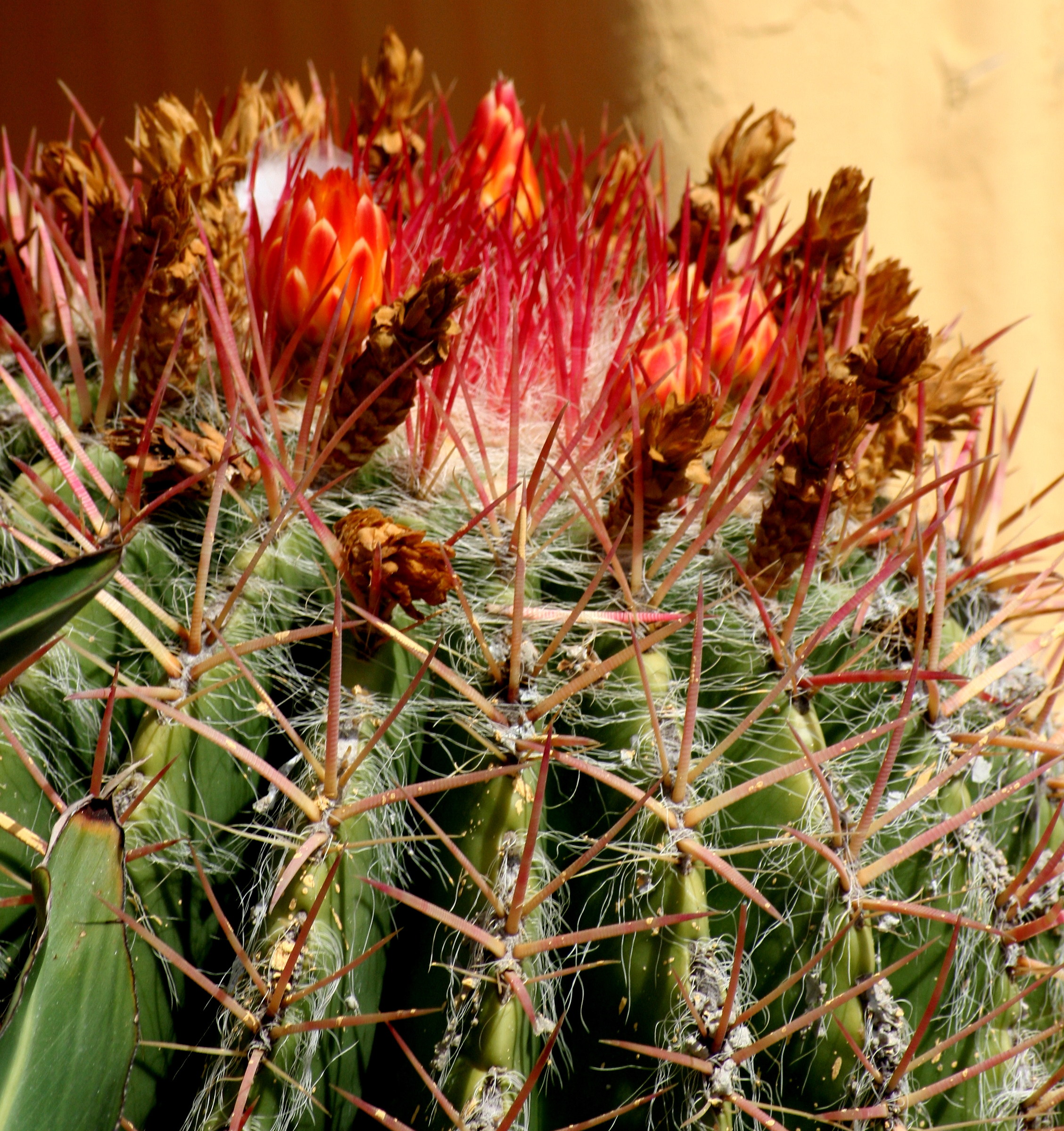 even the cacti bloom