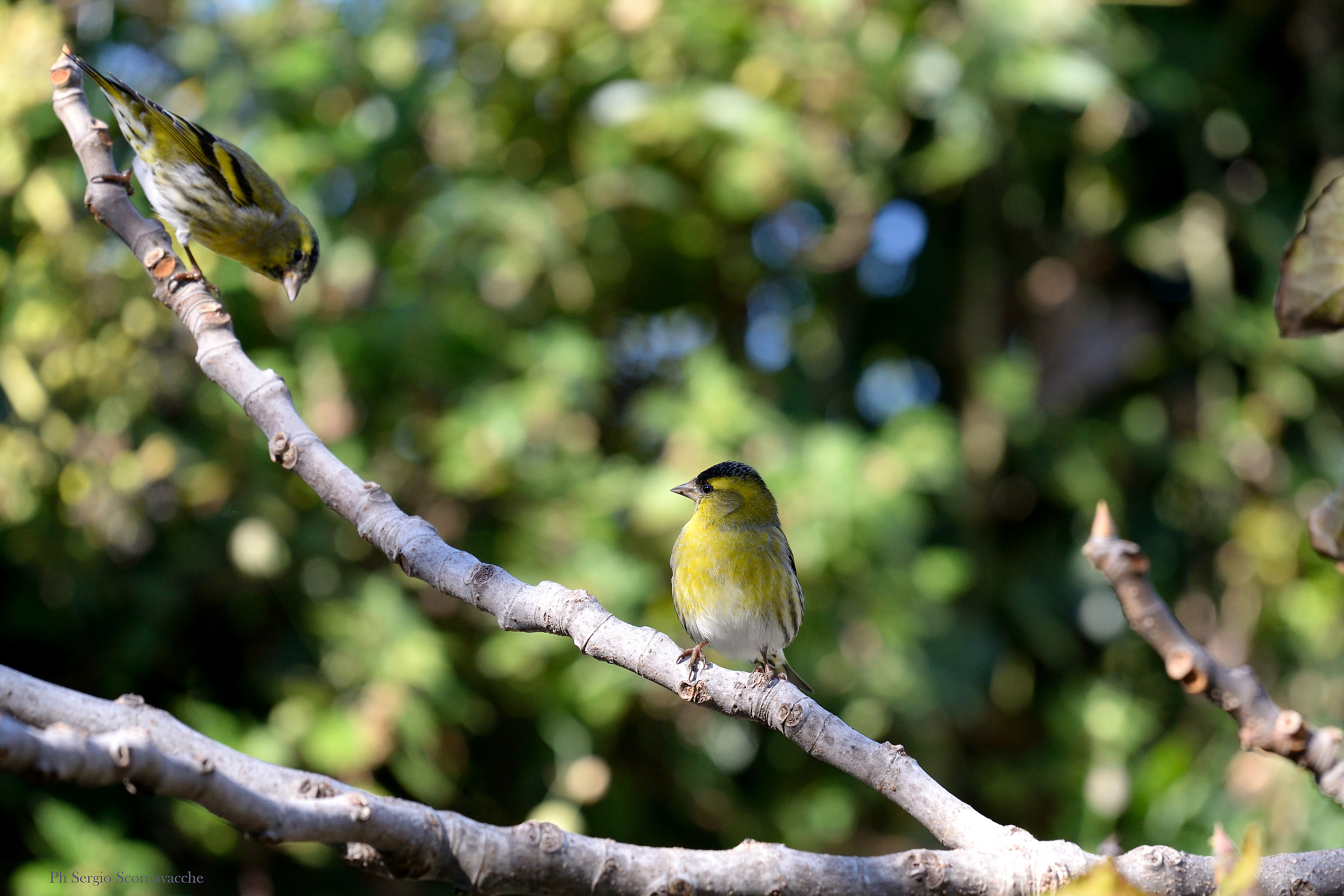 siskins