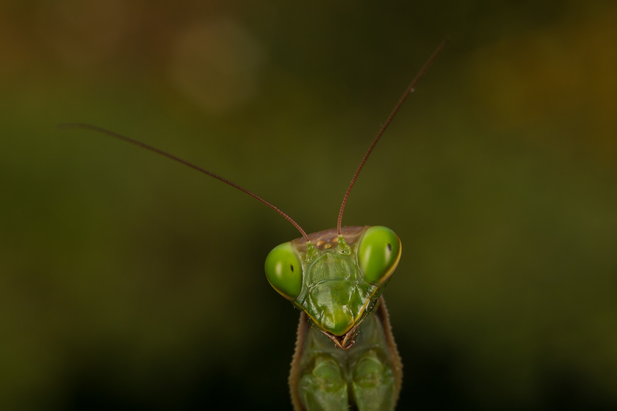 Mantis portrait