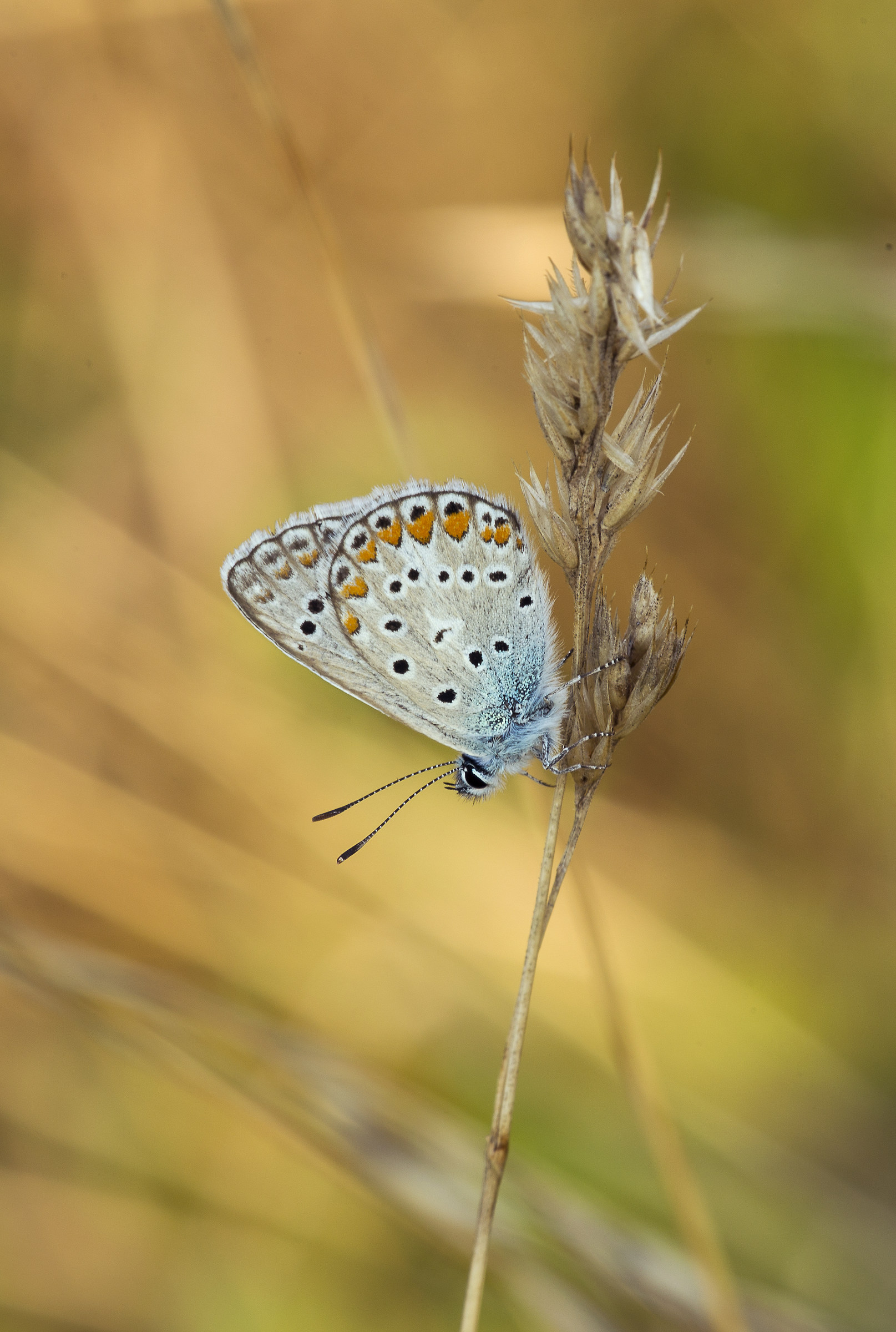 Polyommatus icarus