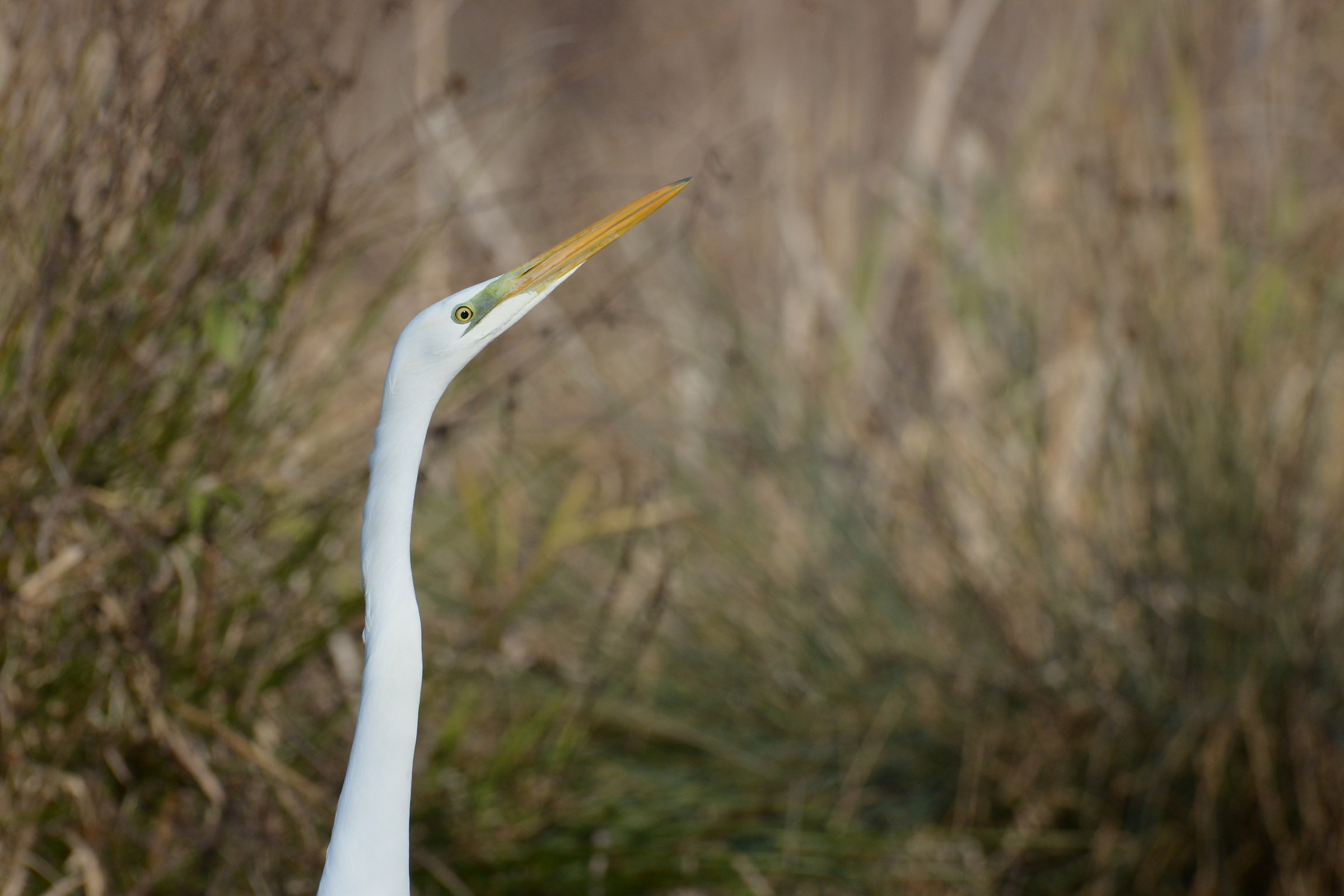 white heron