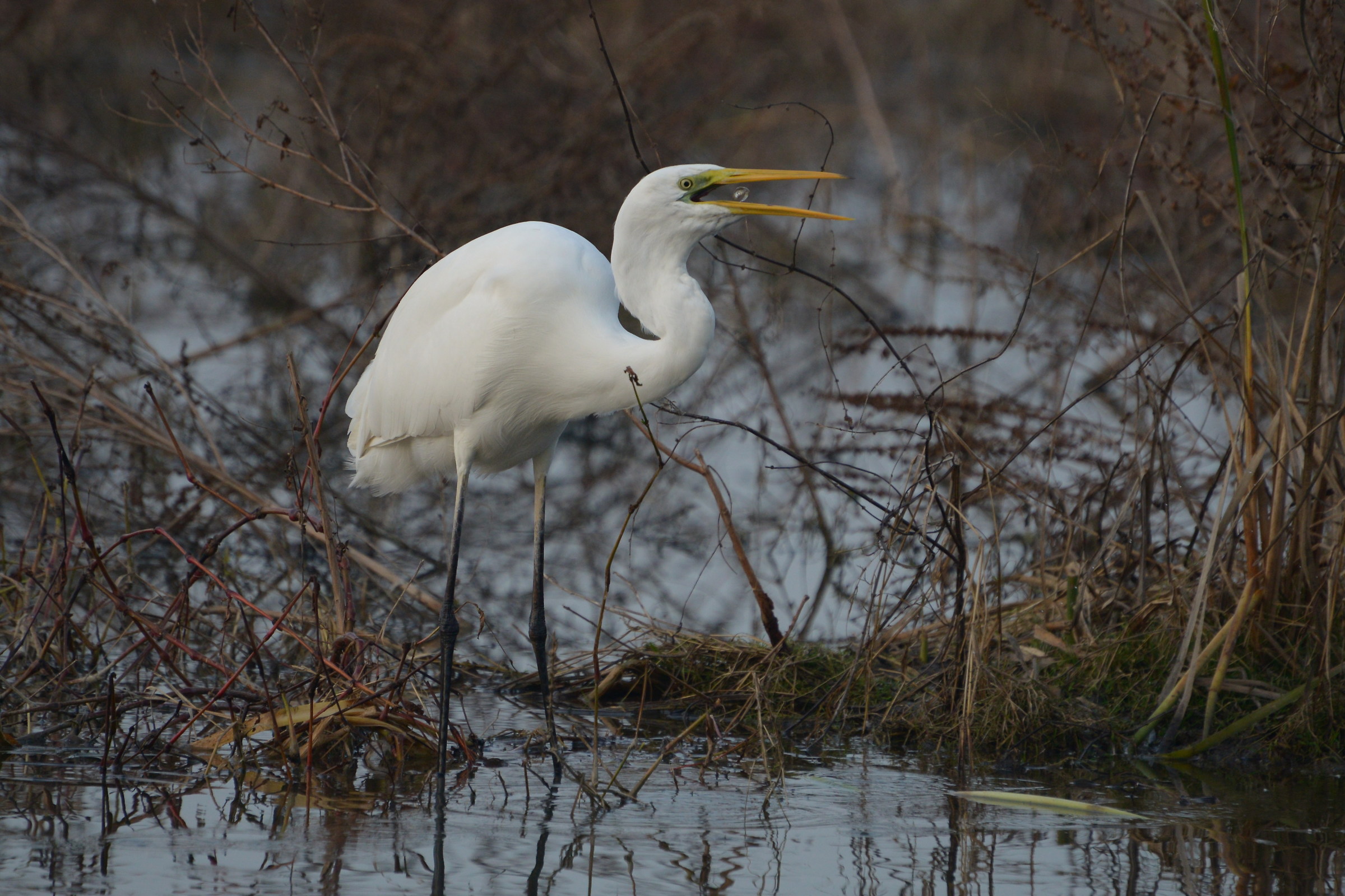 white heron