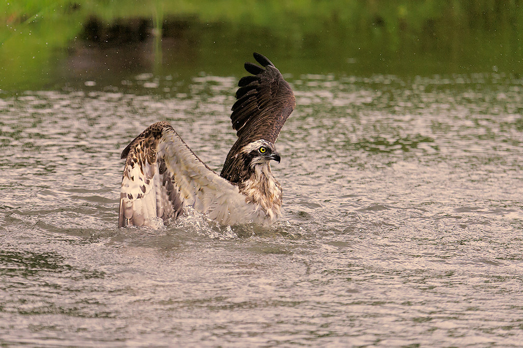 osprey