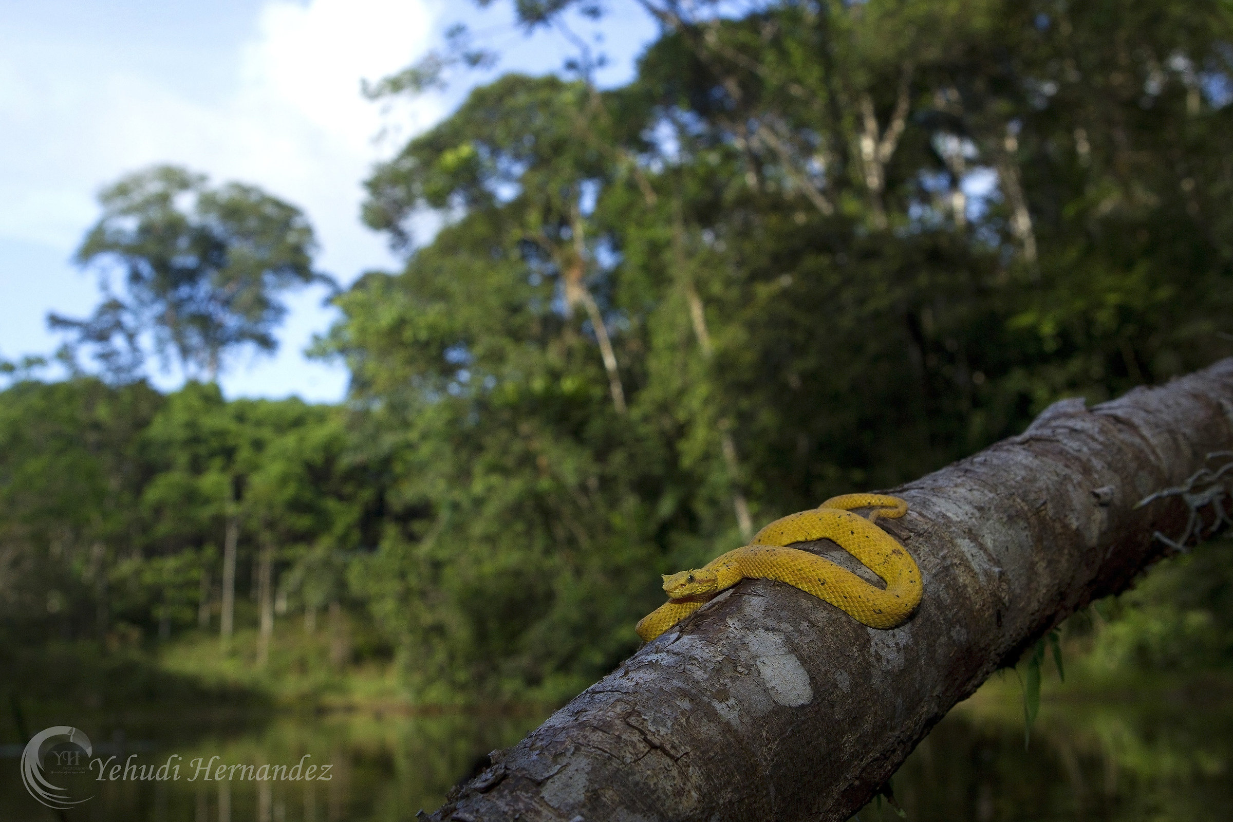 Eyelash Viper (Yellow morph)