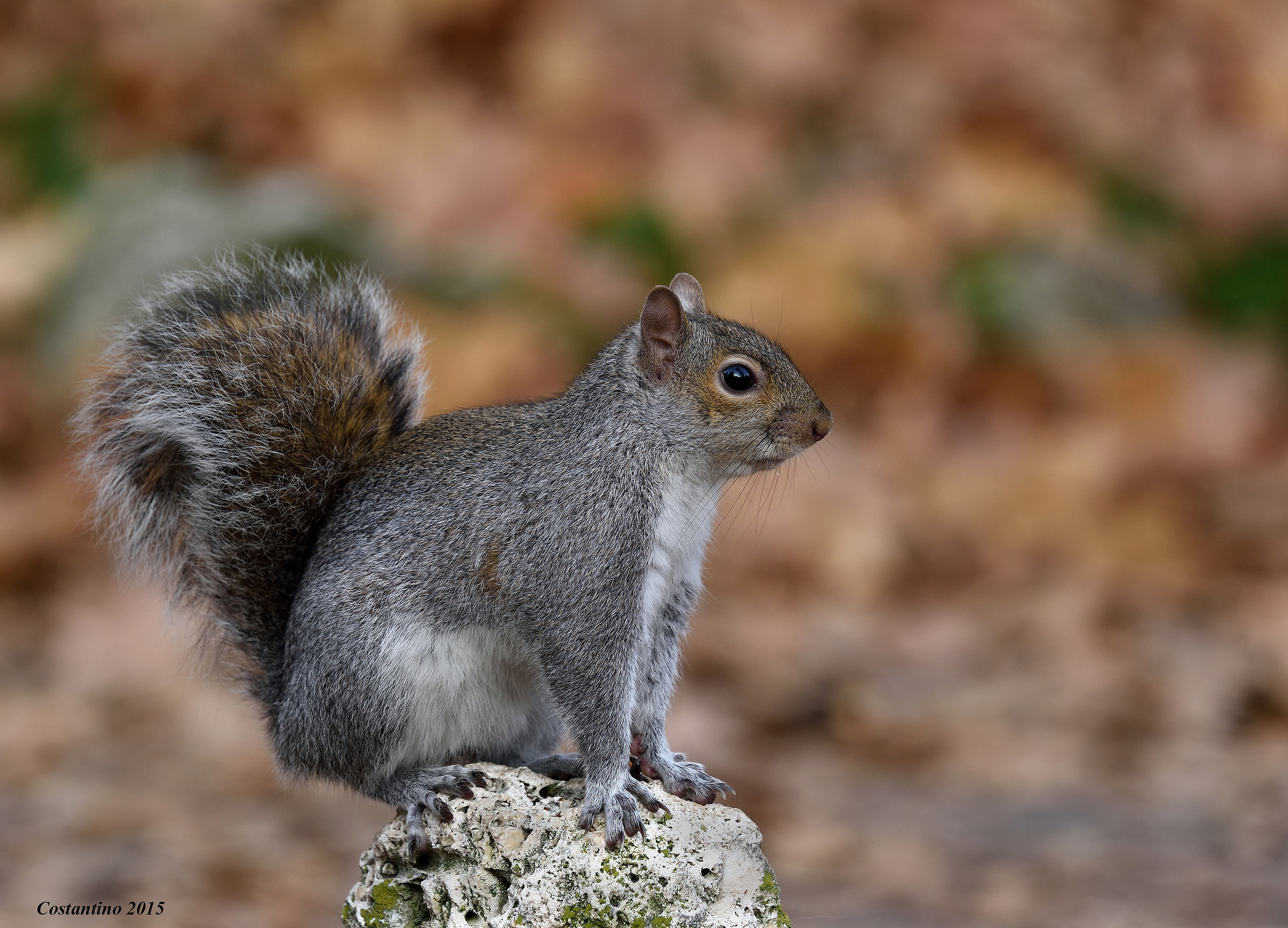 Gray squirrel
