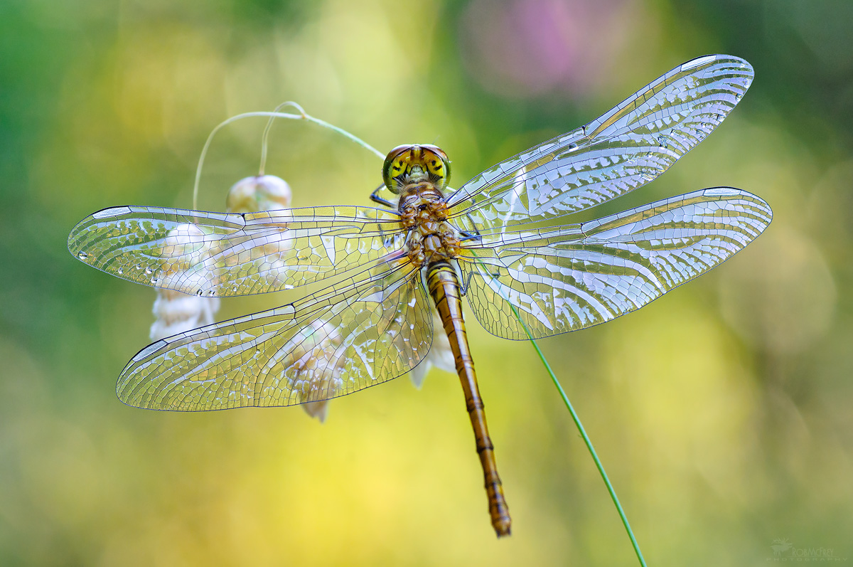 La prima libellula...