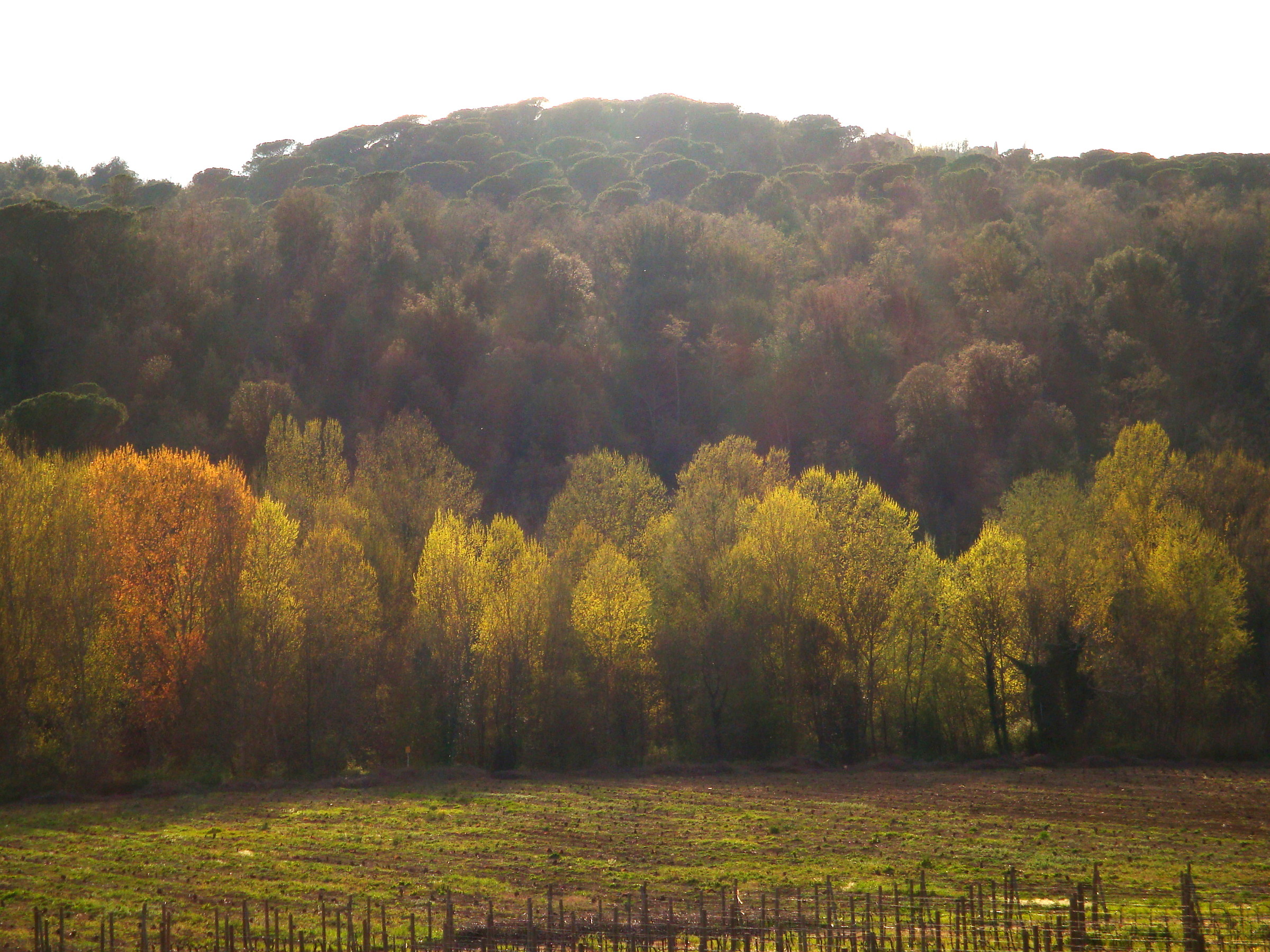 Colori d'autunno...a primavera