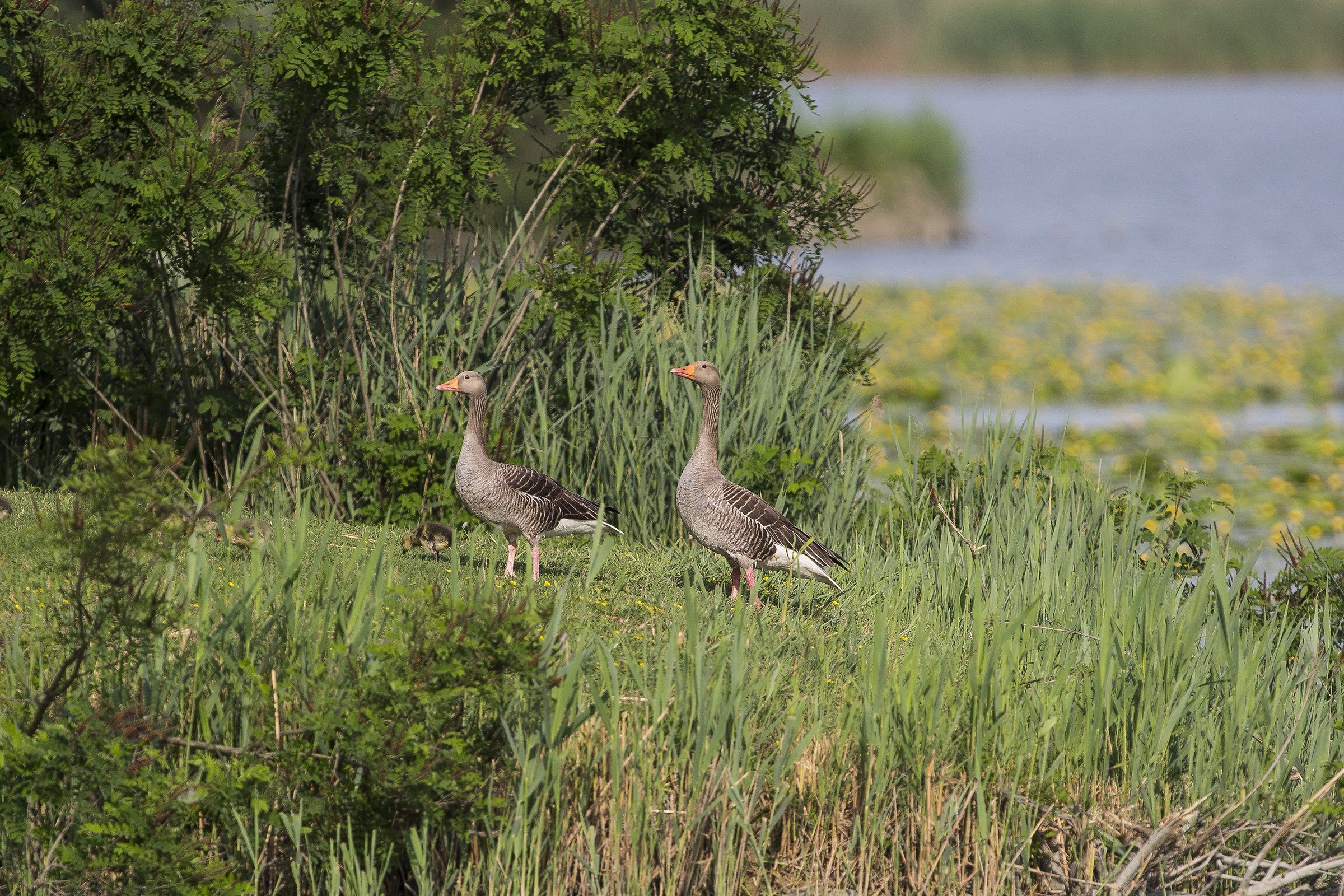 Una felice famigliola