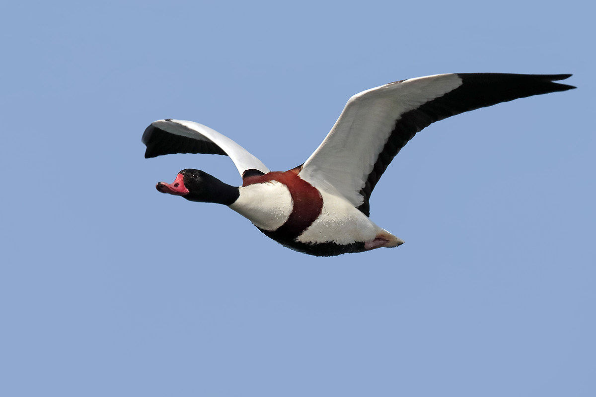 Shelduck in flight