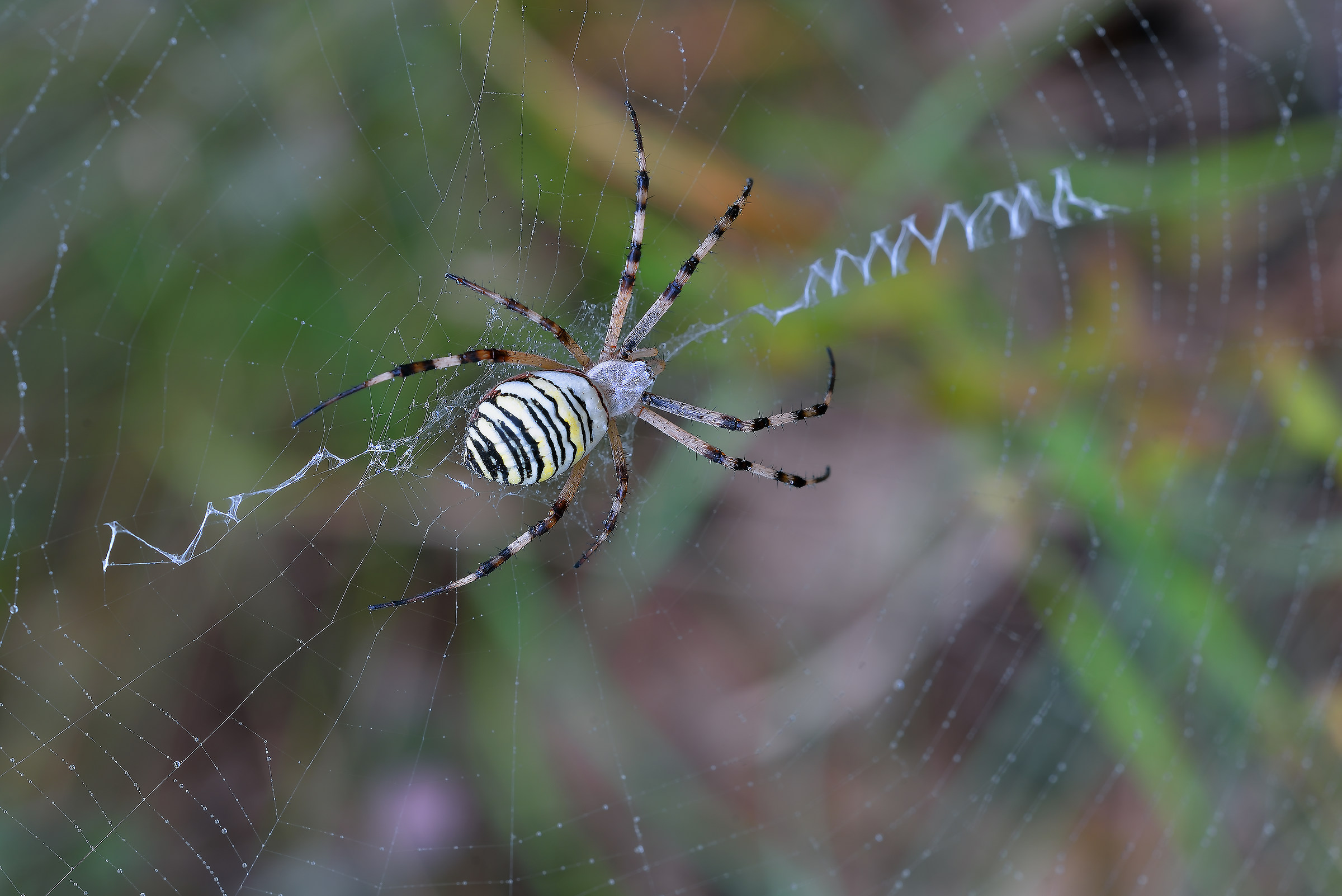 Tiger spider