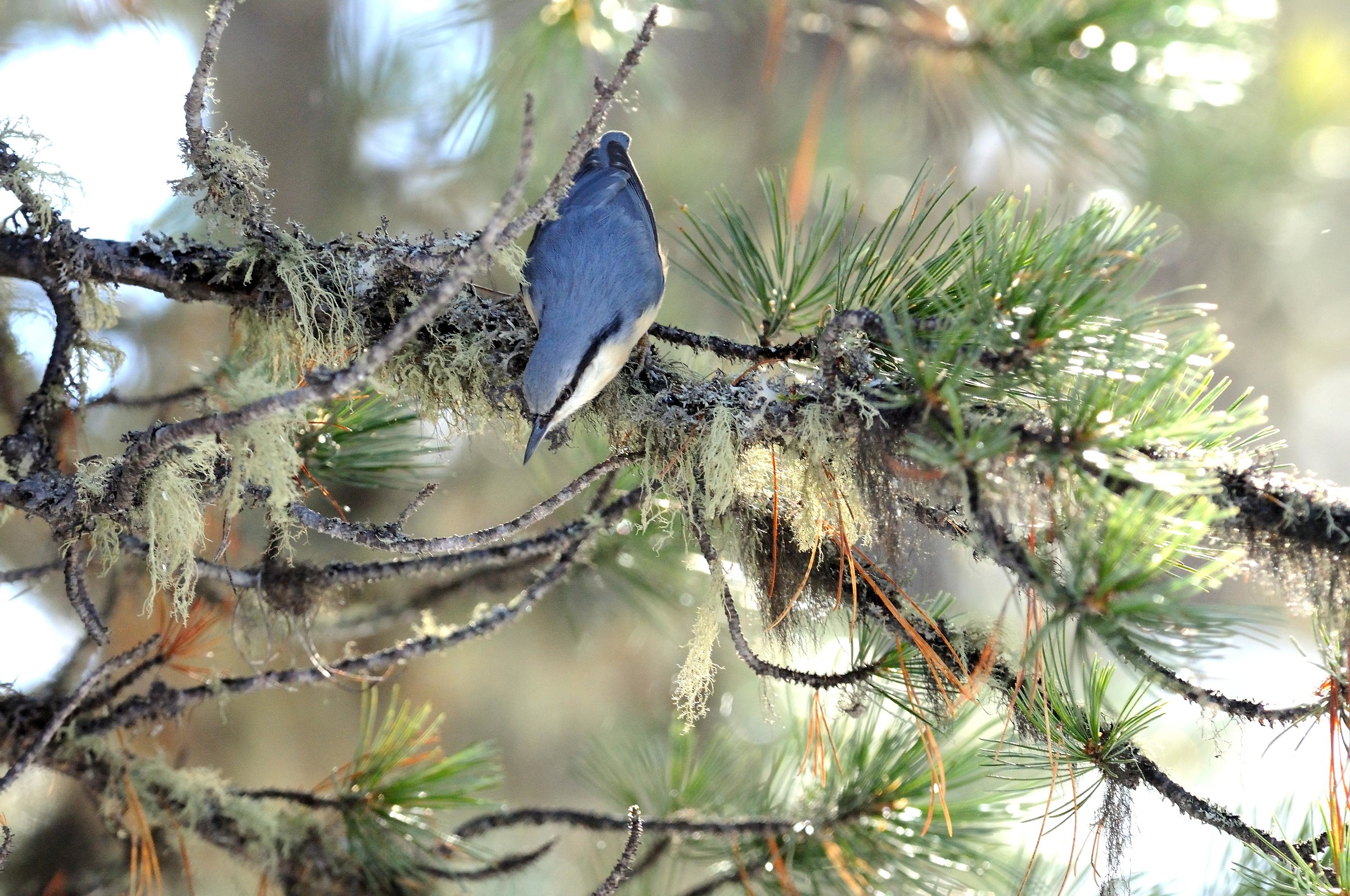Nuthatch