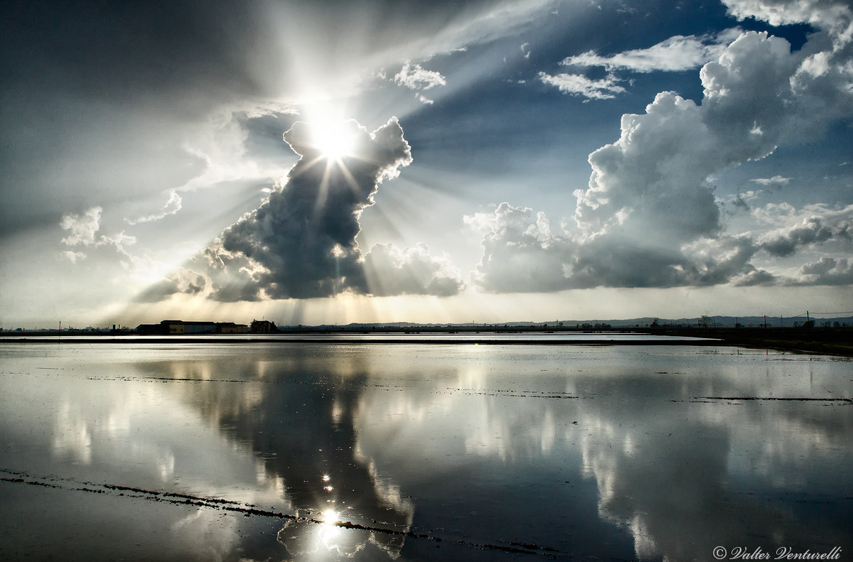 Backlit in paddy field