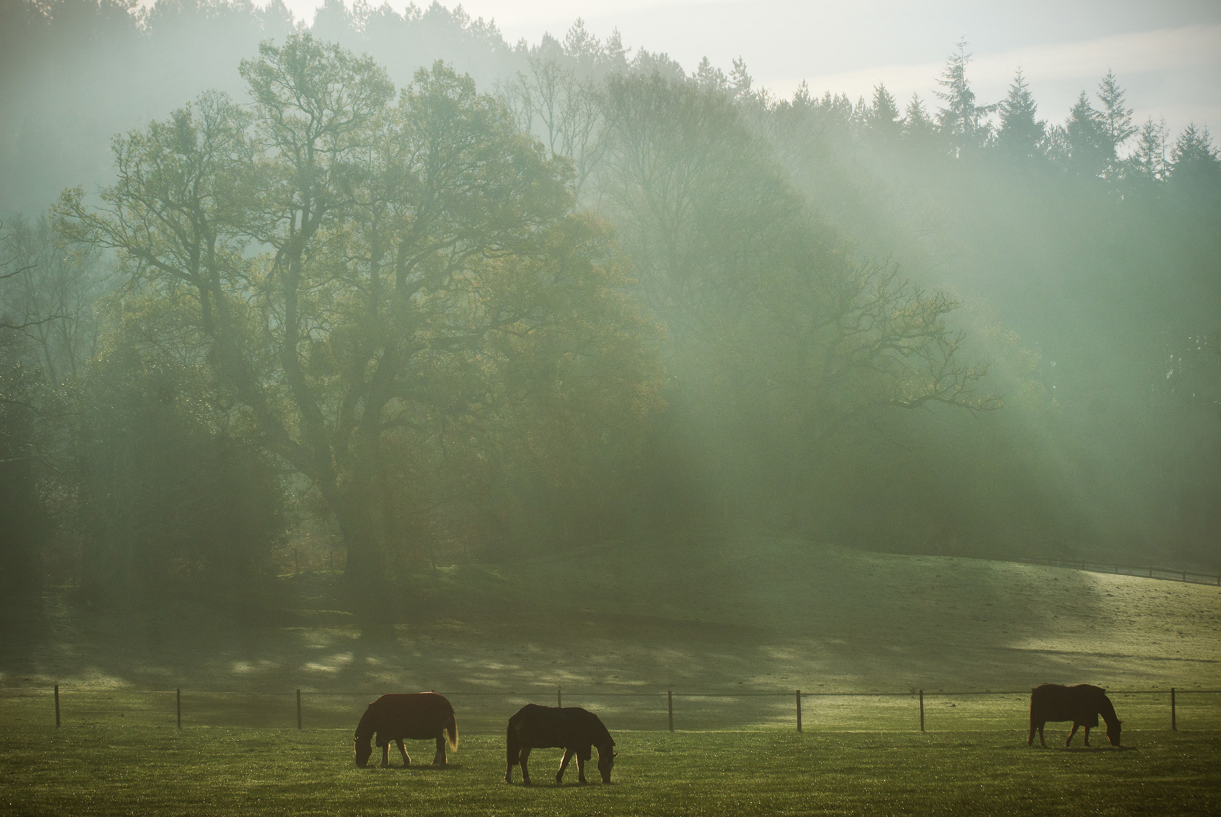 Early Morning Grazing