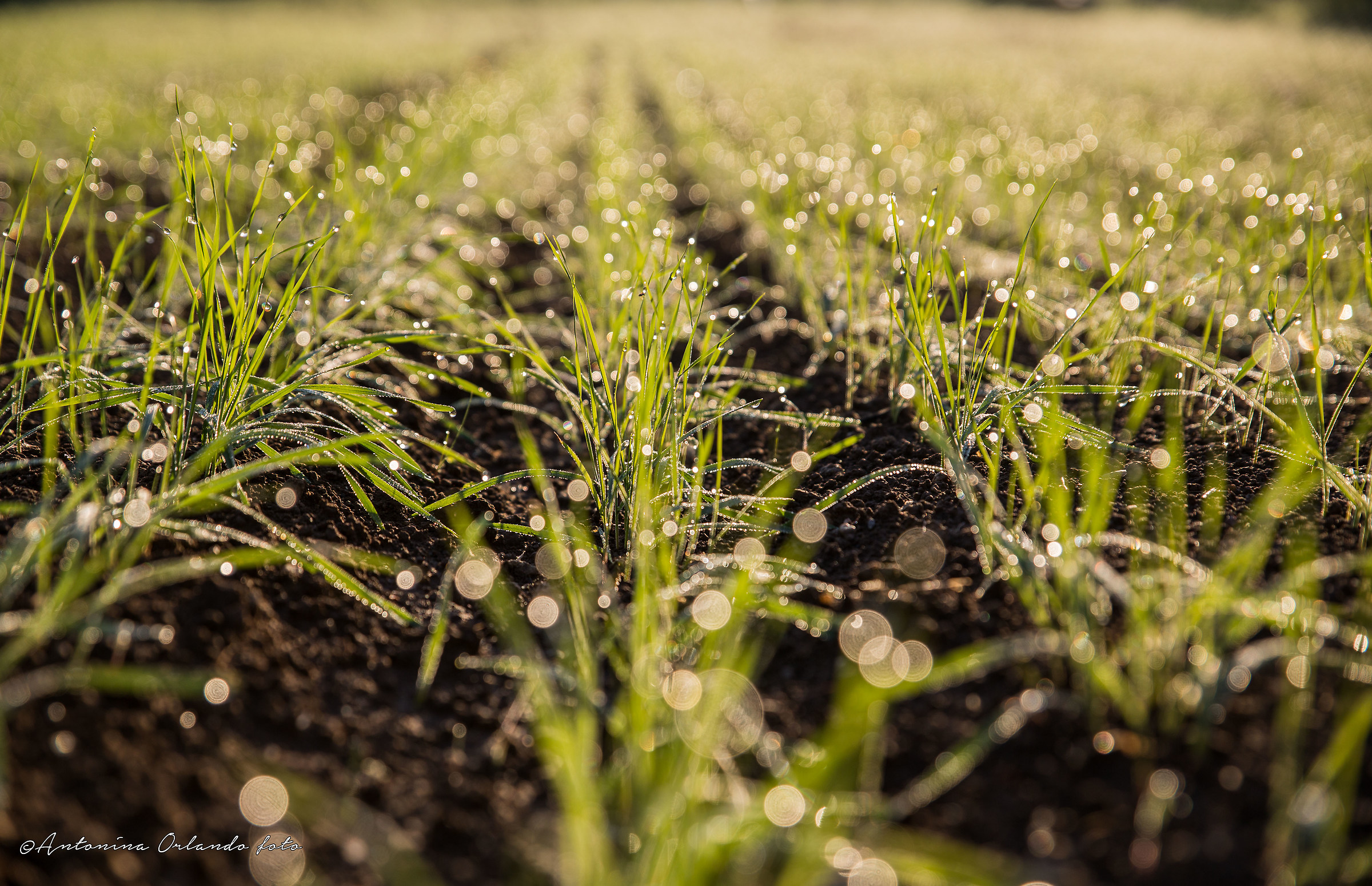I gioielli della natura .