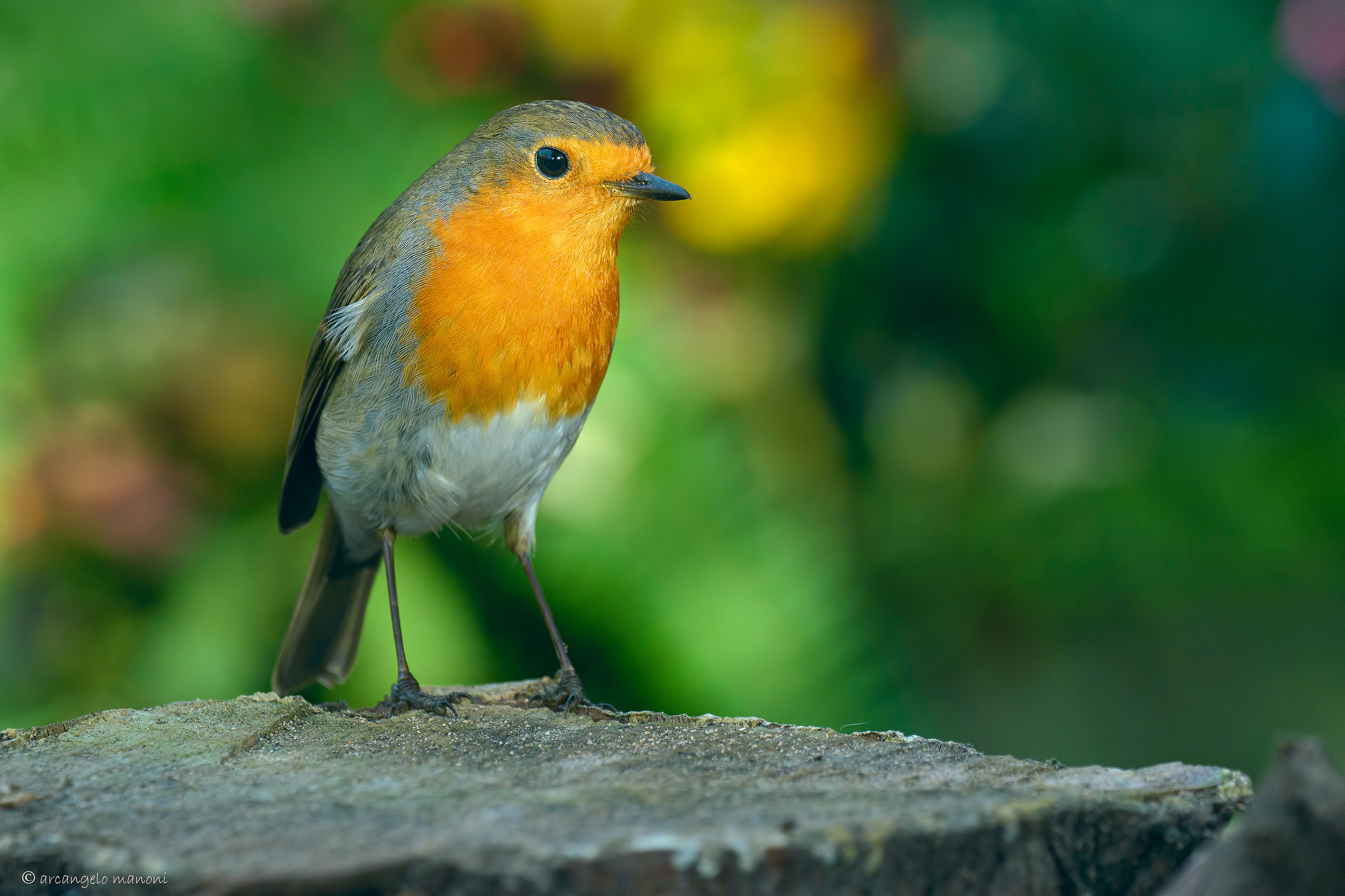 Robin in the square trunk