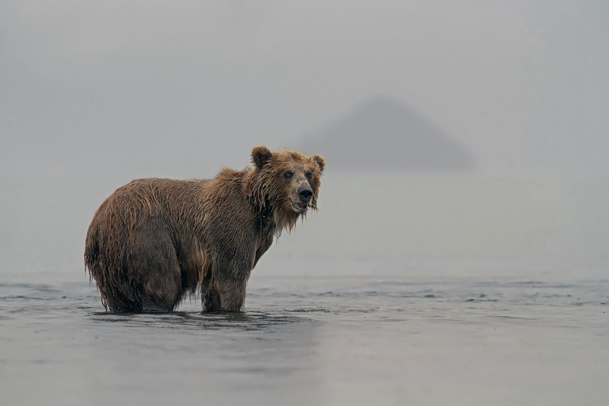 Bears in the fog