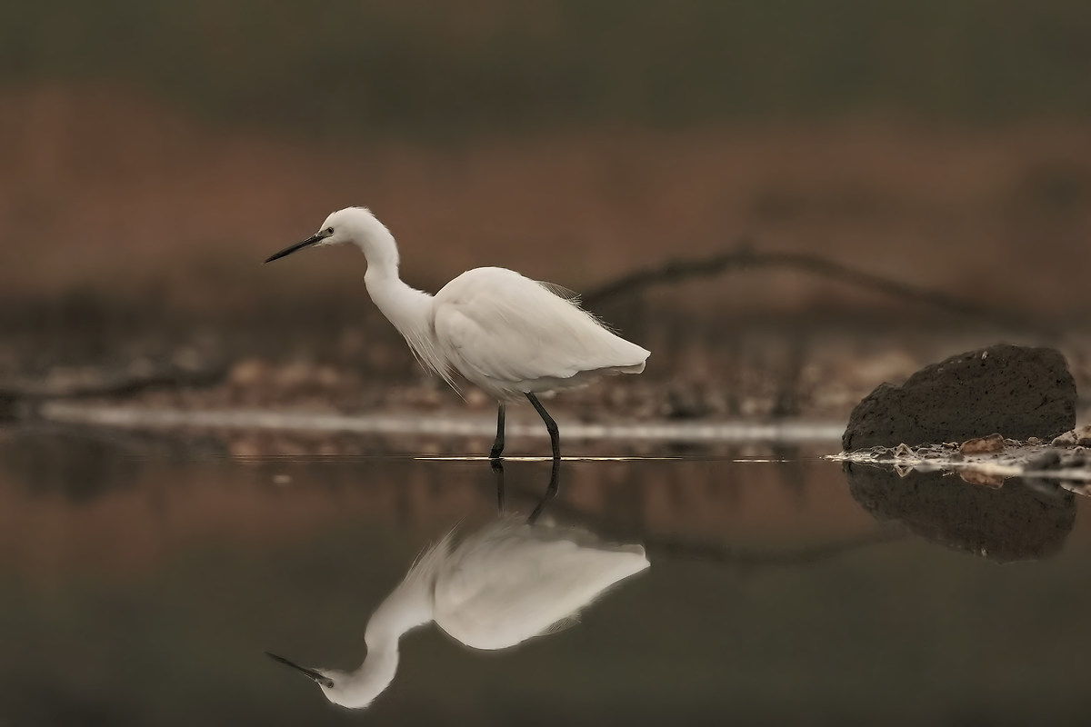Egret at dawn