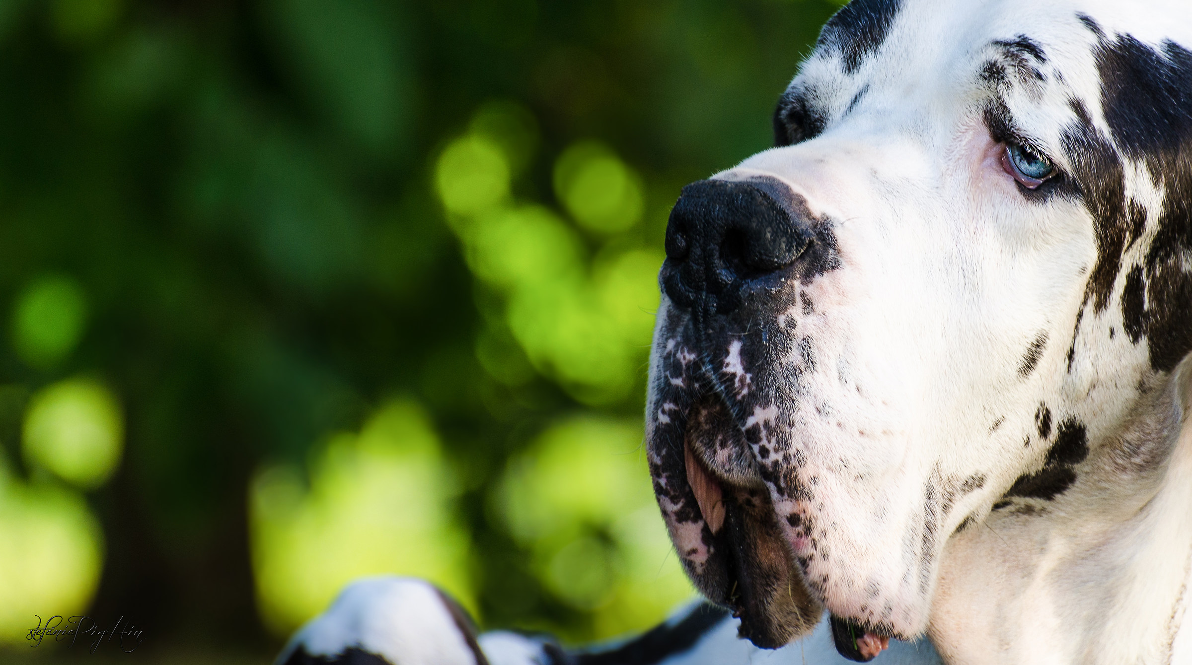 Vincent's eyes of china blue