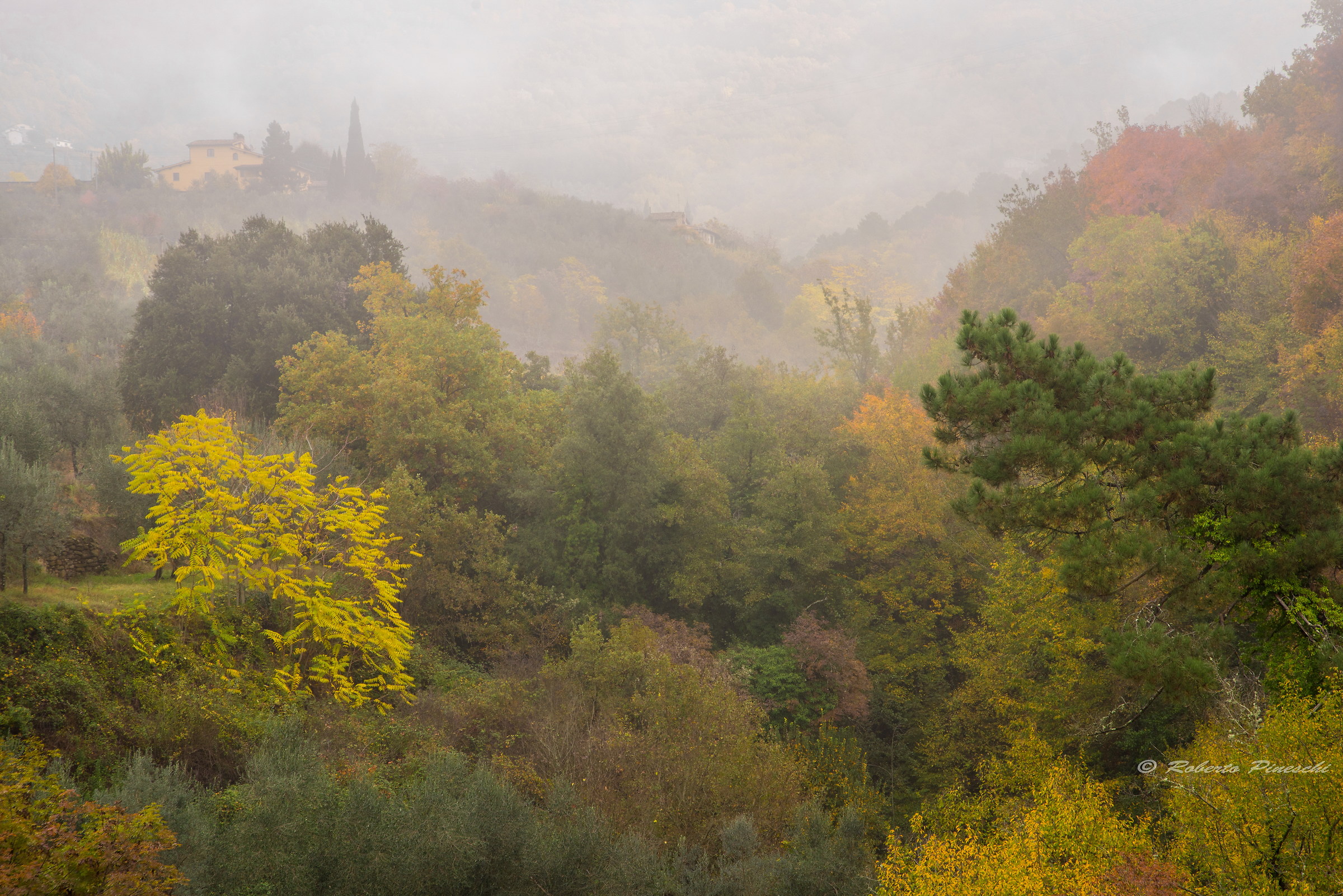 Autumn colors and mist