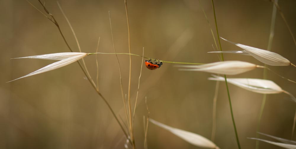 LadyBug 1