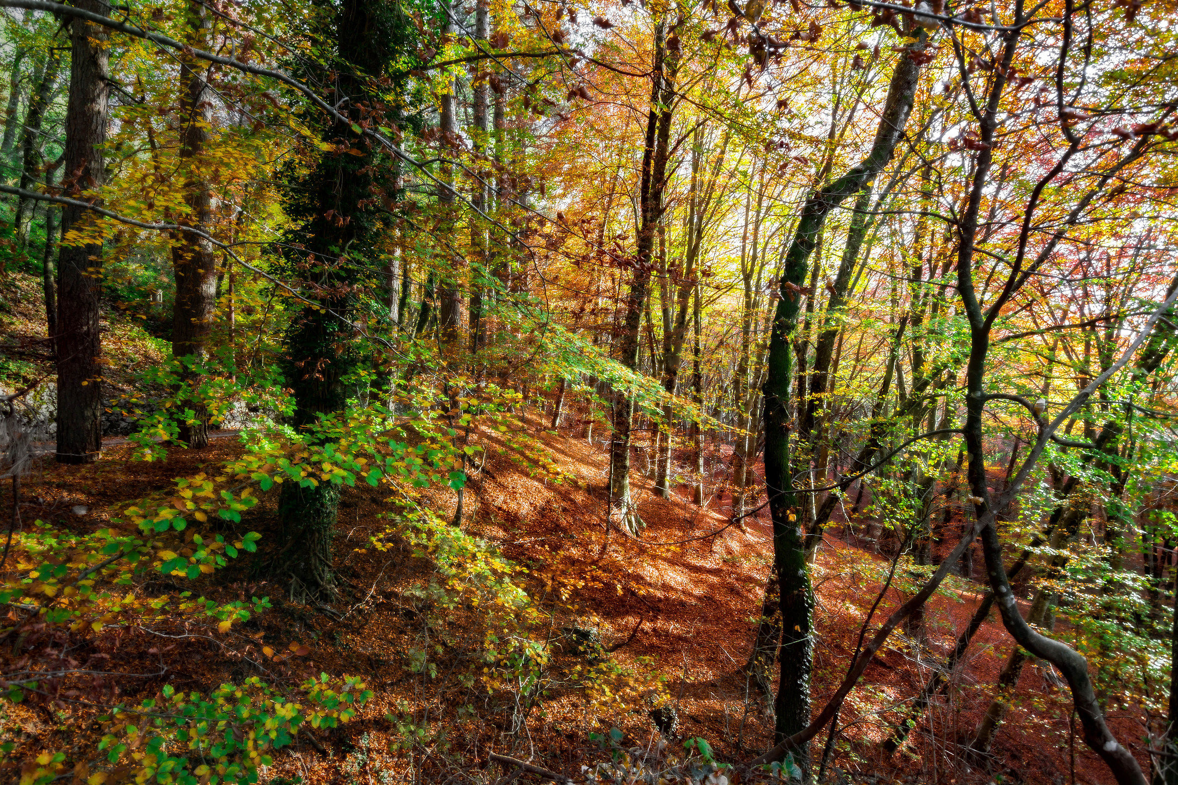 walking through the beeches