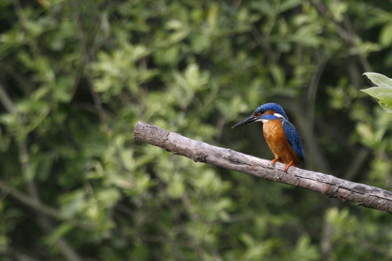 Kingfisher