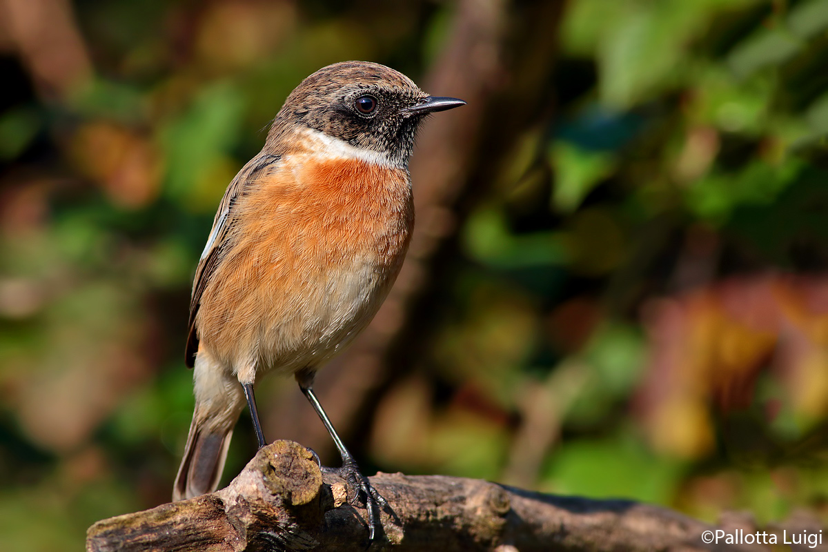 Stonechat (Saxicola torquata-)