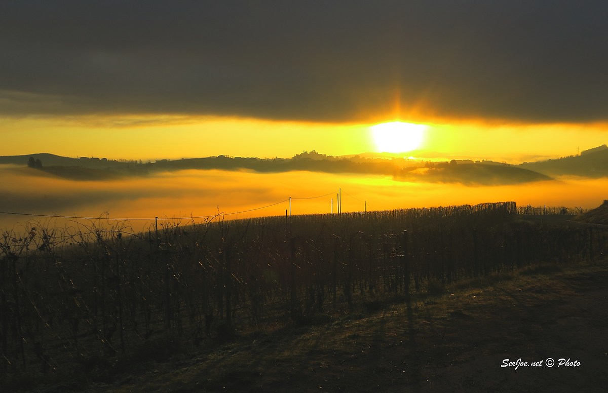 Alba on rows of Barbaresco